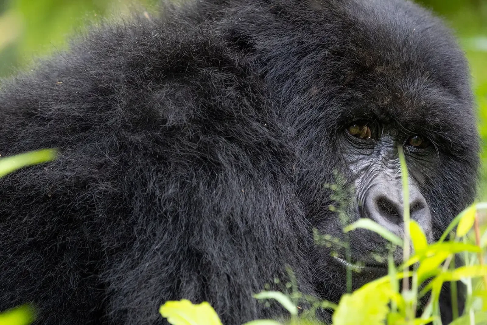 Wildlife in Uganda