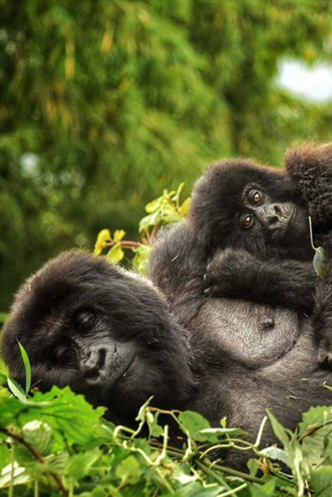 Wildlife in Uganda