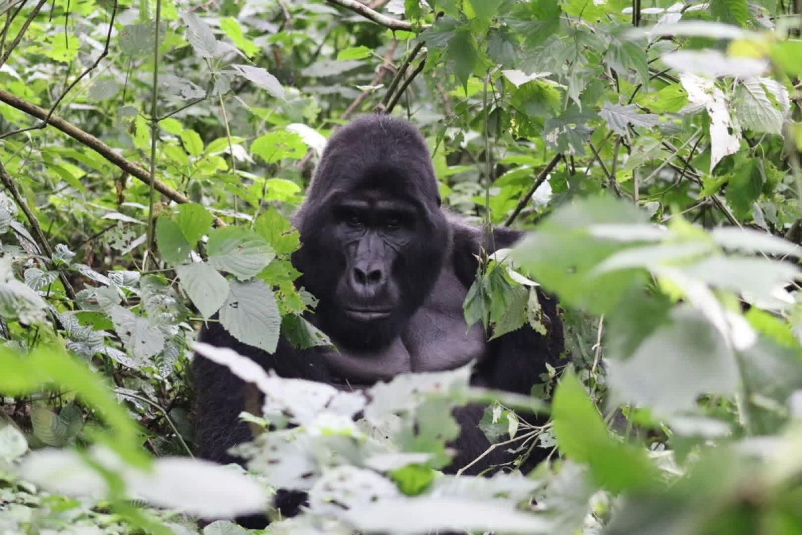 Wildlife in Uganda