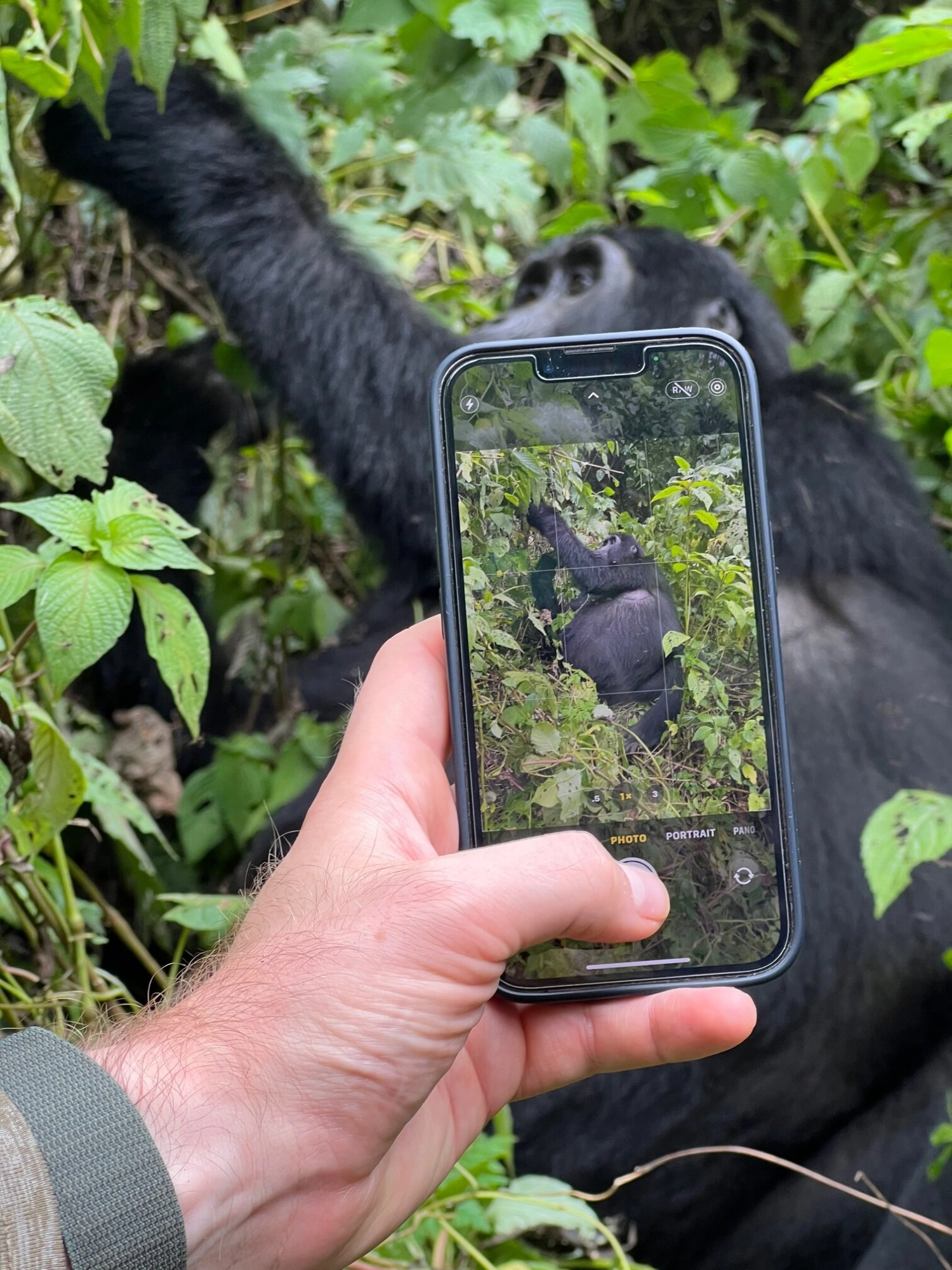 Wildlife in Uganda