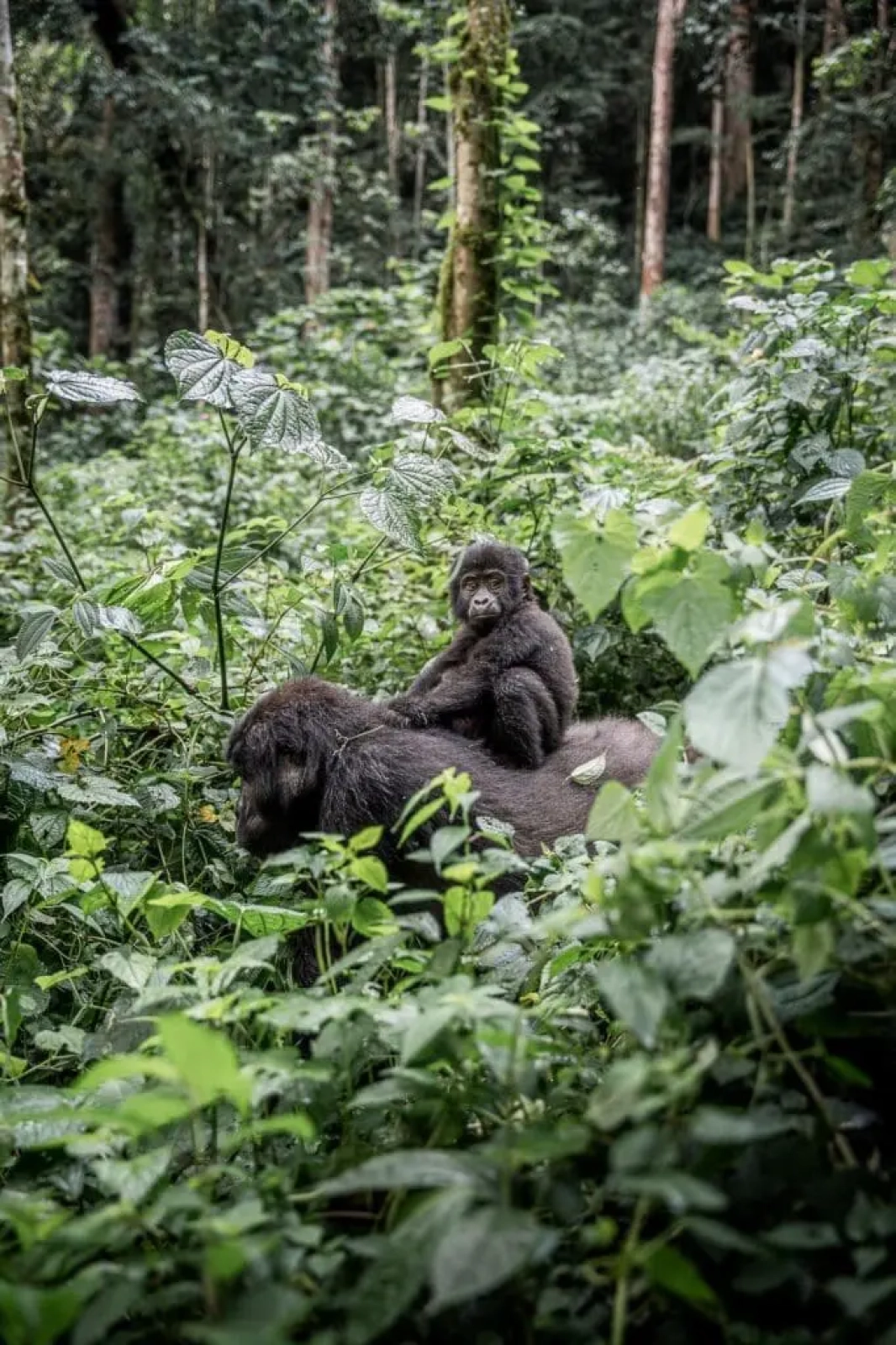 Wildlife in Uganda