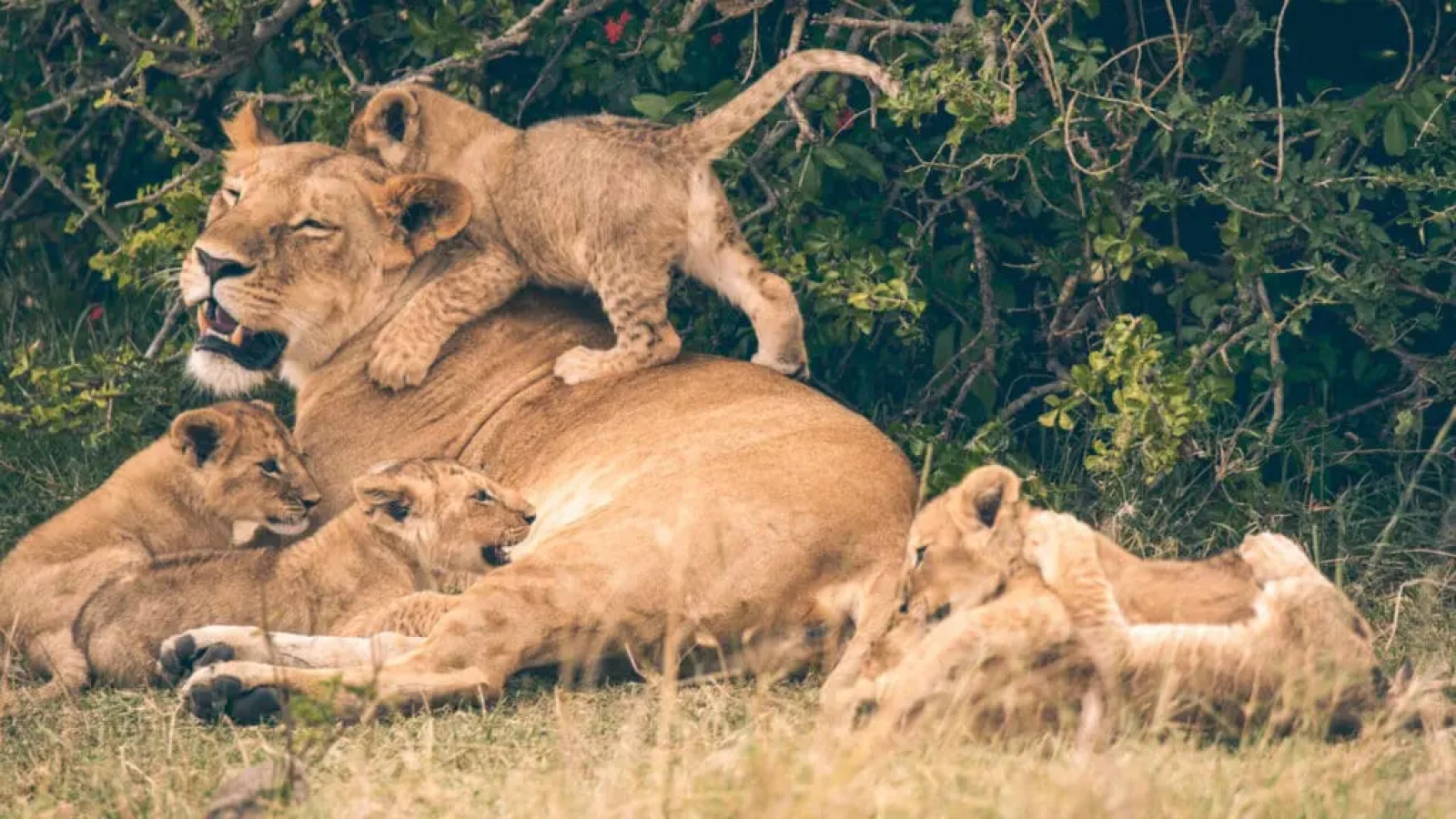 Wildlife in Zambia
