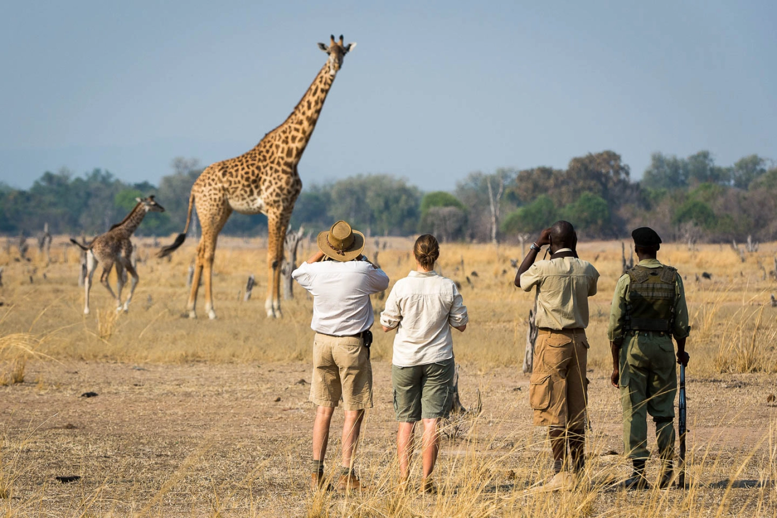 Wildlife in Zambia