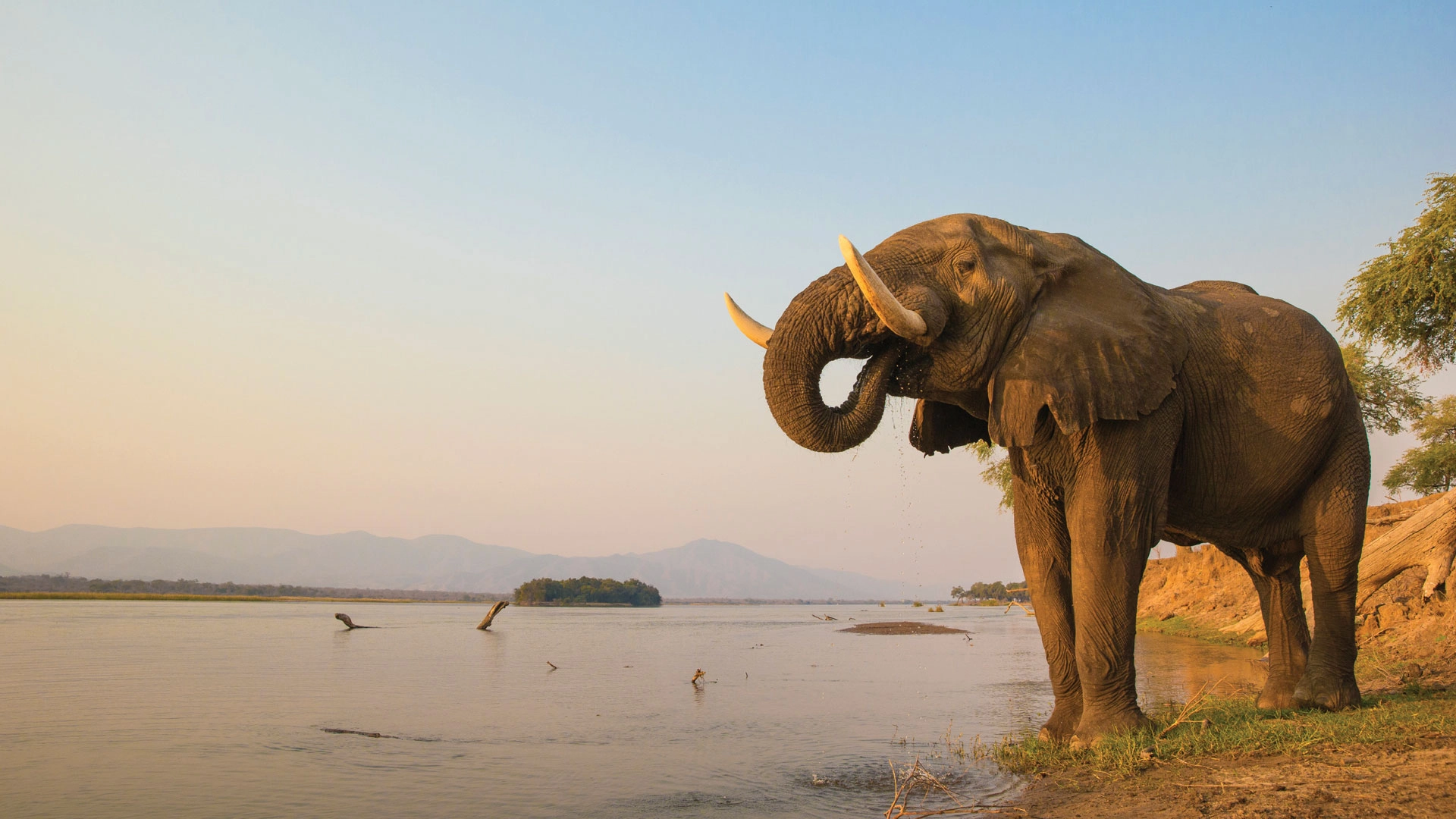 Wildlife in Zimbabwe