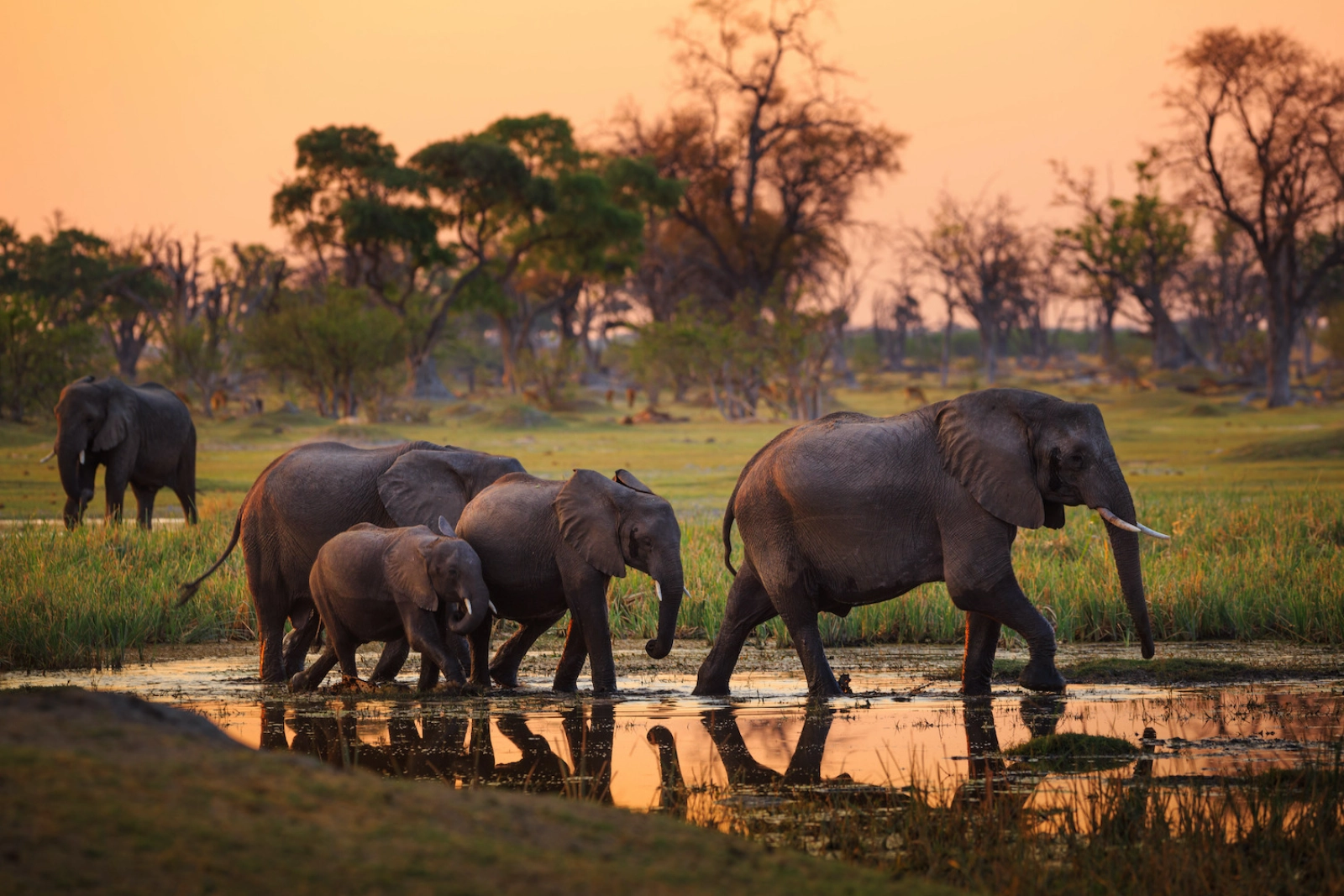 Wildlife on an African safari