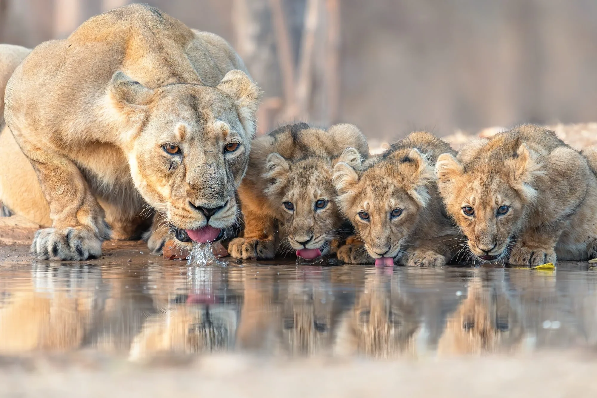 Wildlife on an African safari