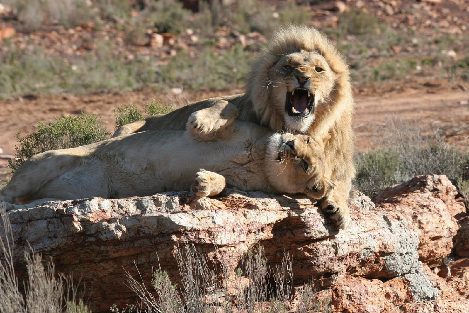 Wildlife on an African safari