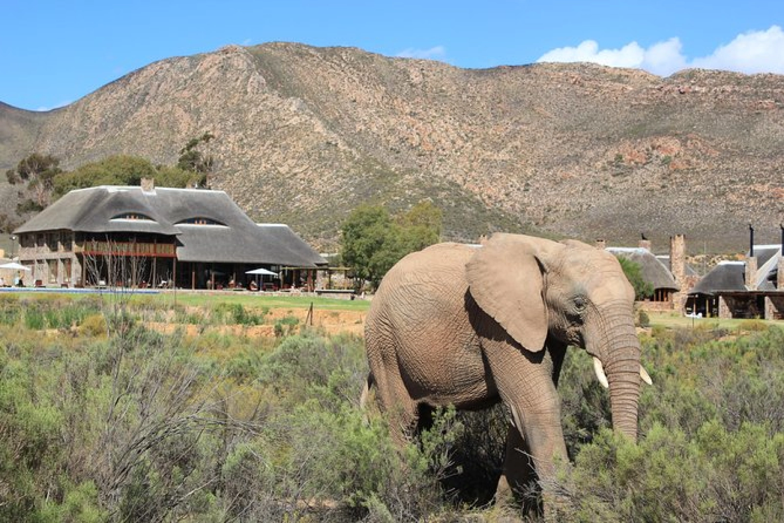 Wildlife on an African safari