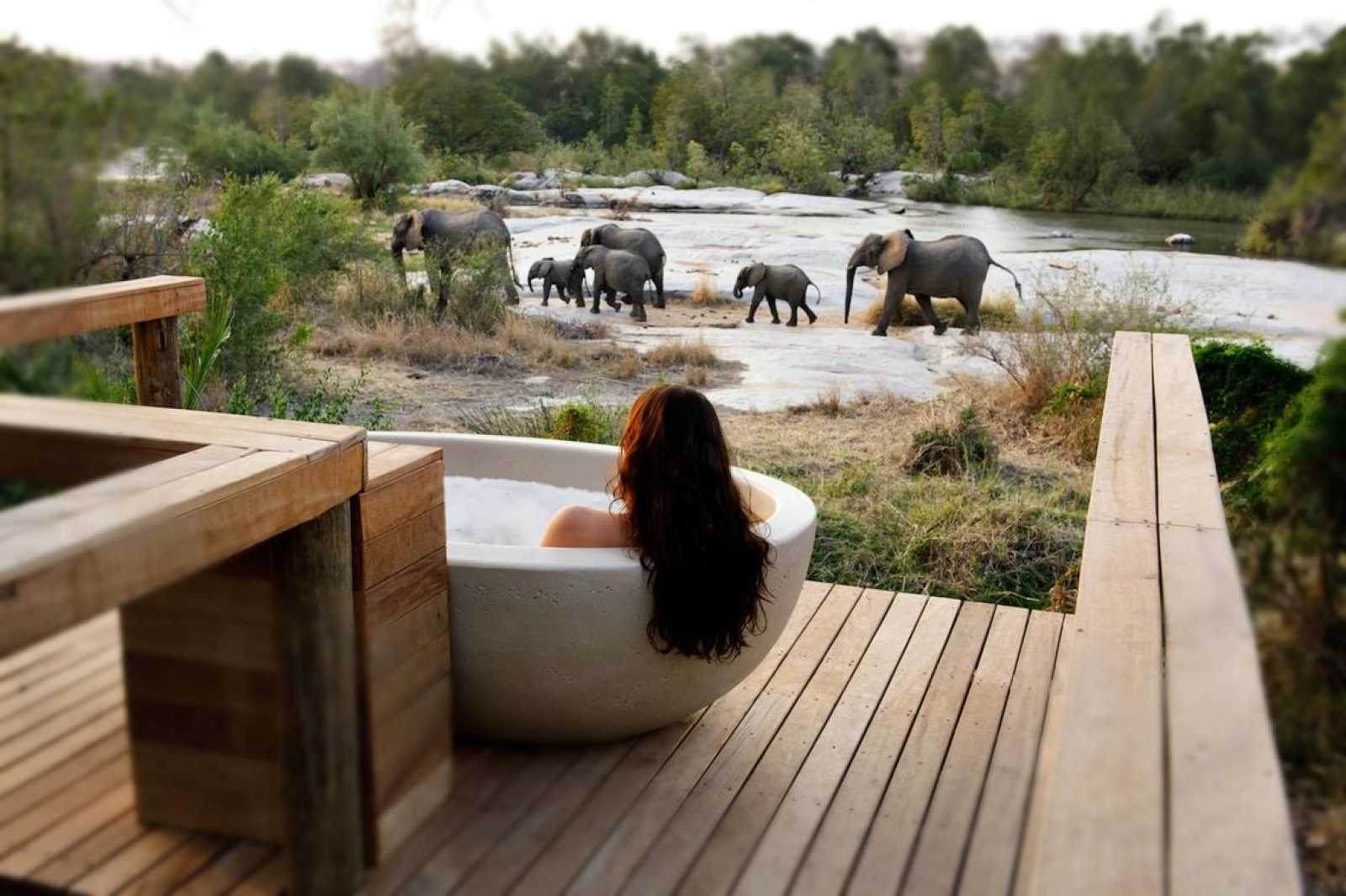 Wildlife on an African safari