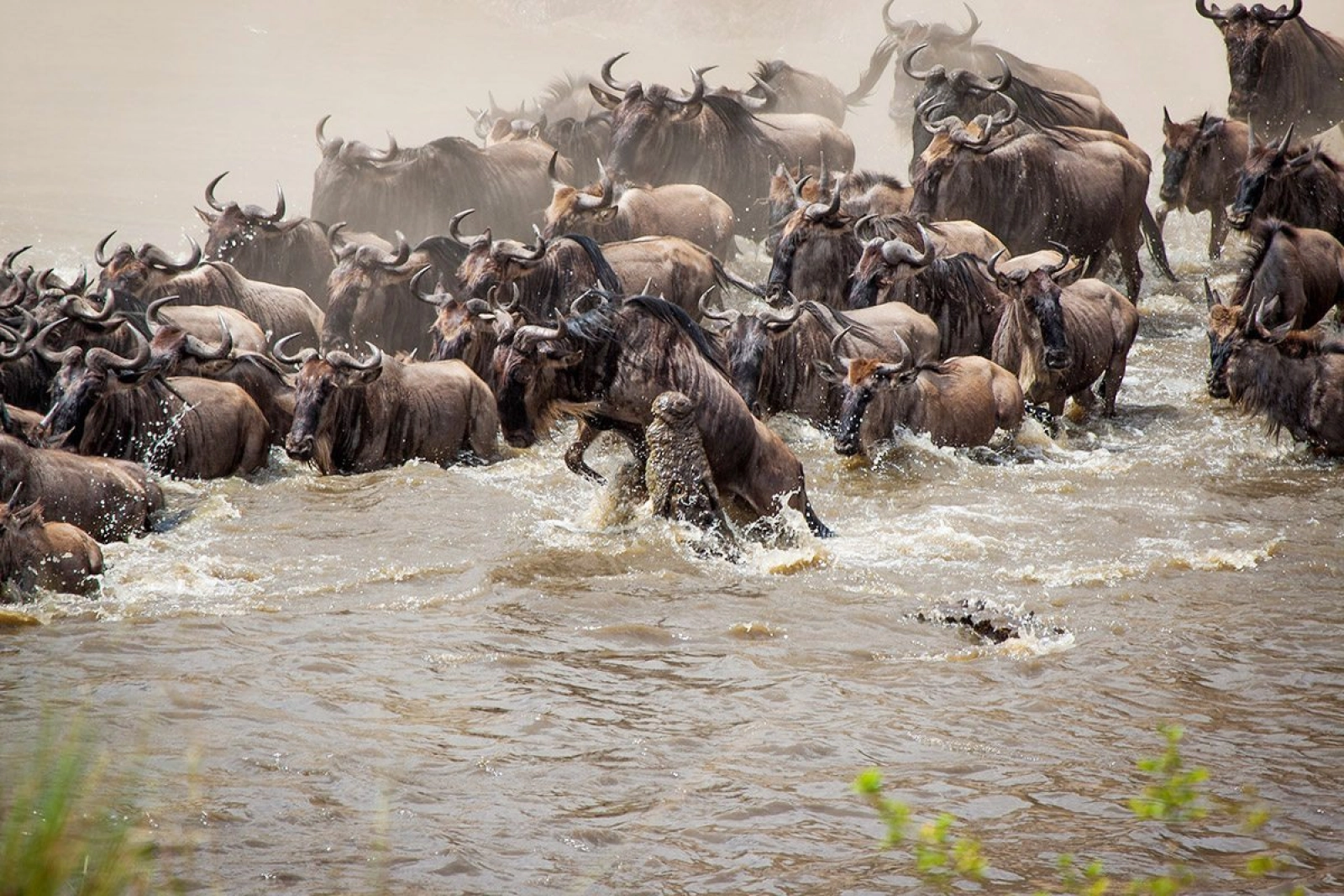Wildlife on an African safari
