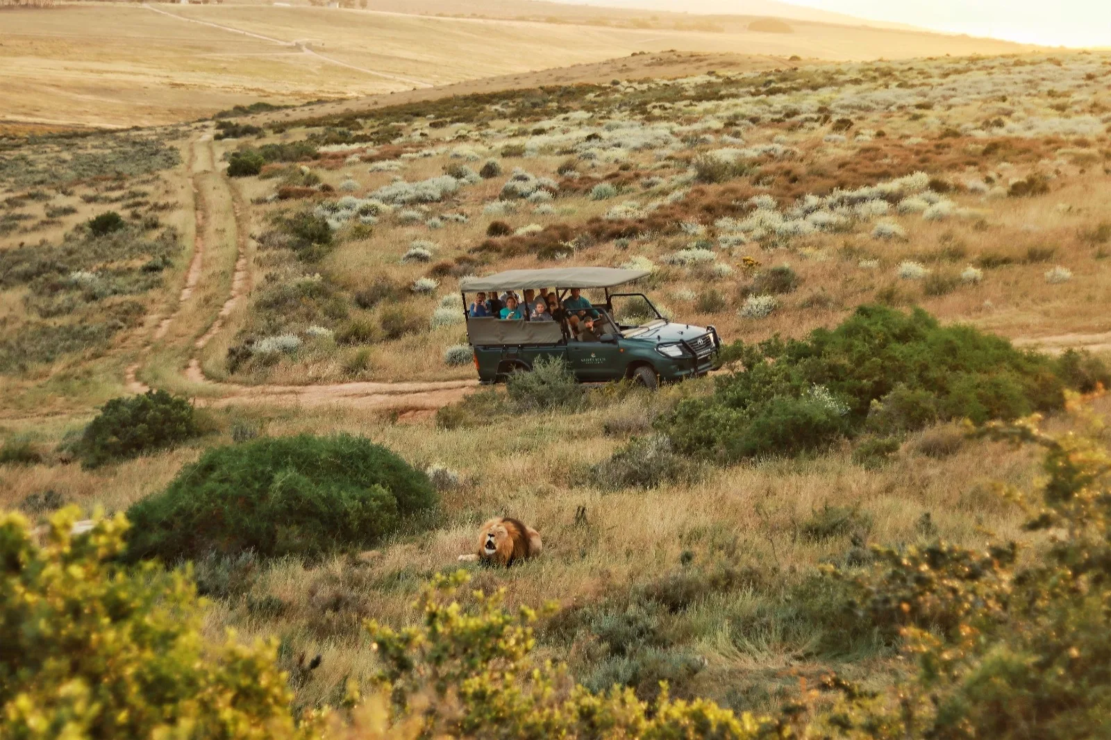 Wildlife on an African safari