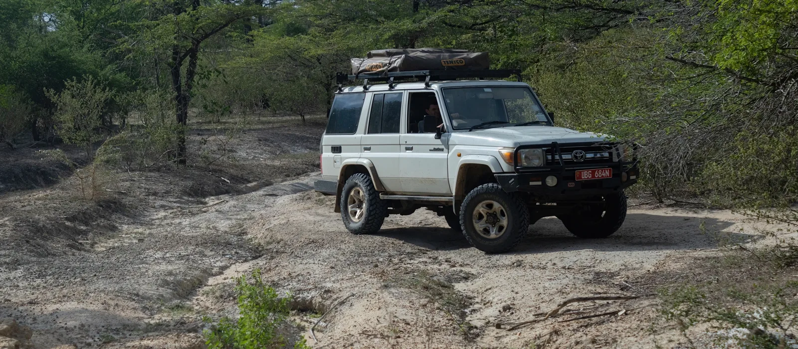 Wildlife on an African safari