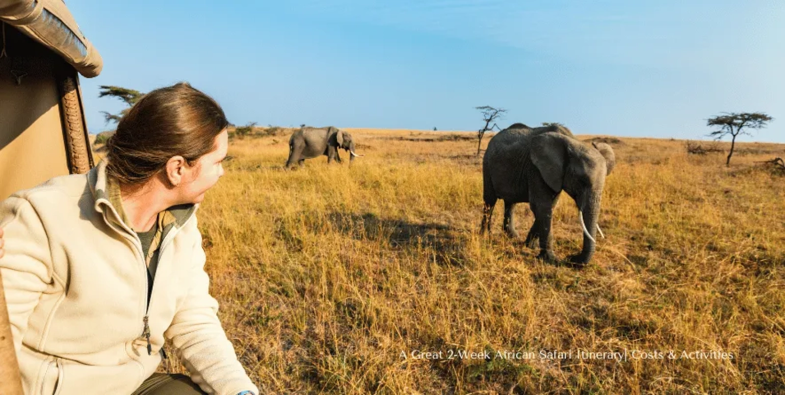 Wildlife on an African safari