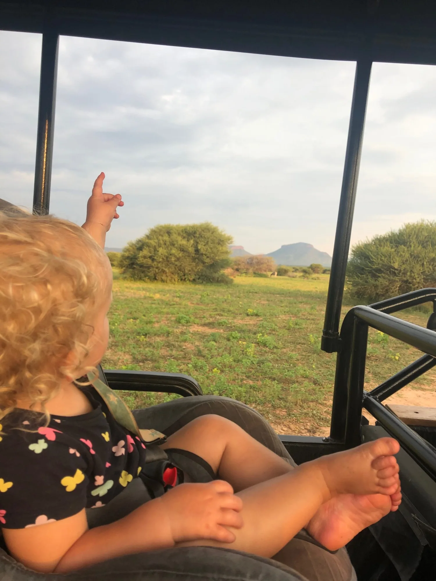 Wildlife on an African safari