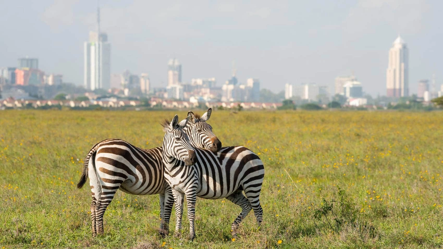 Wildlife on an African safari