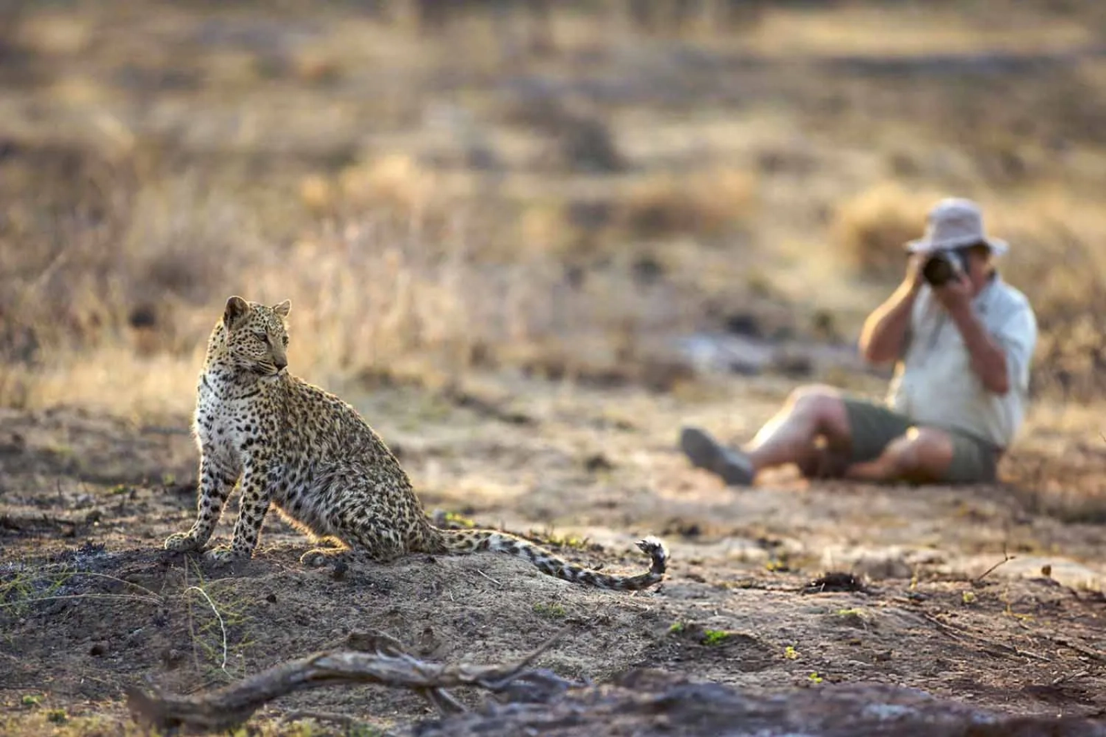 Wildlife on an African safari