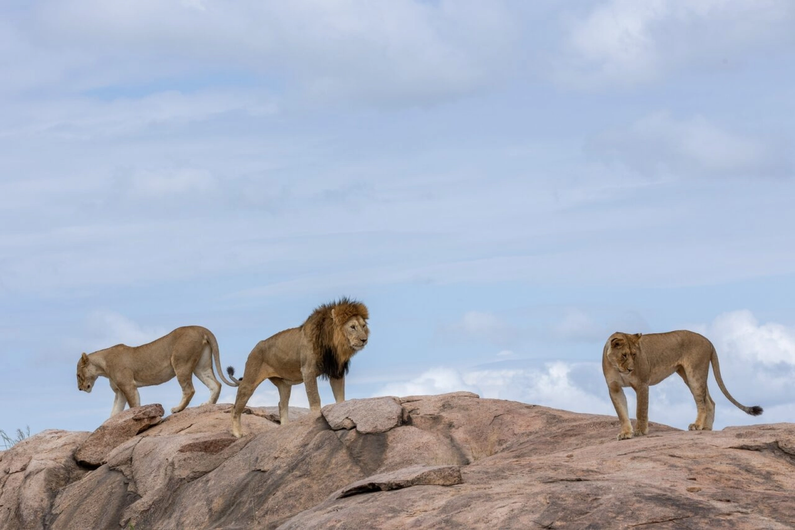 Wildlife on an African safari