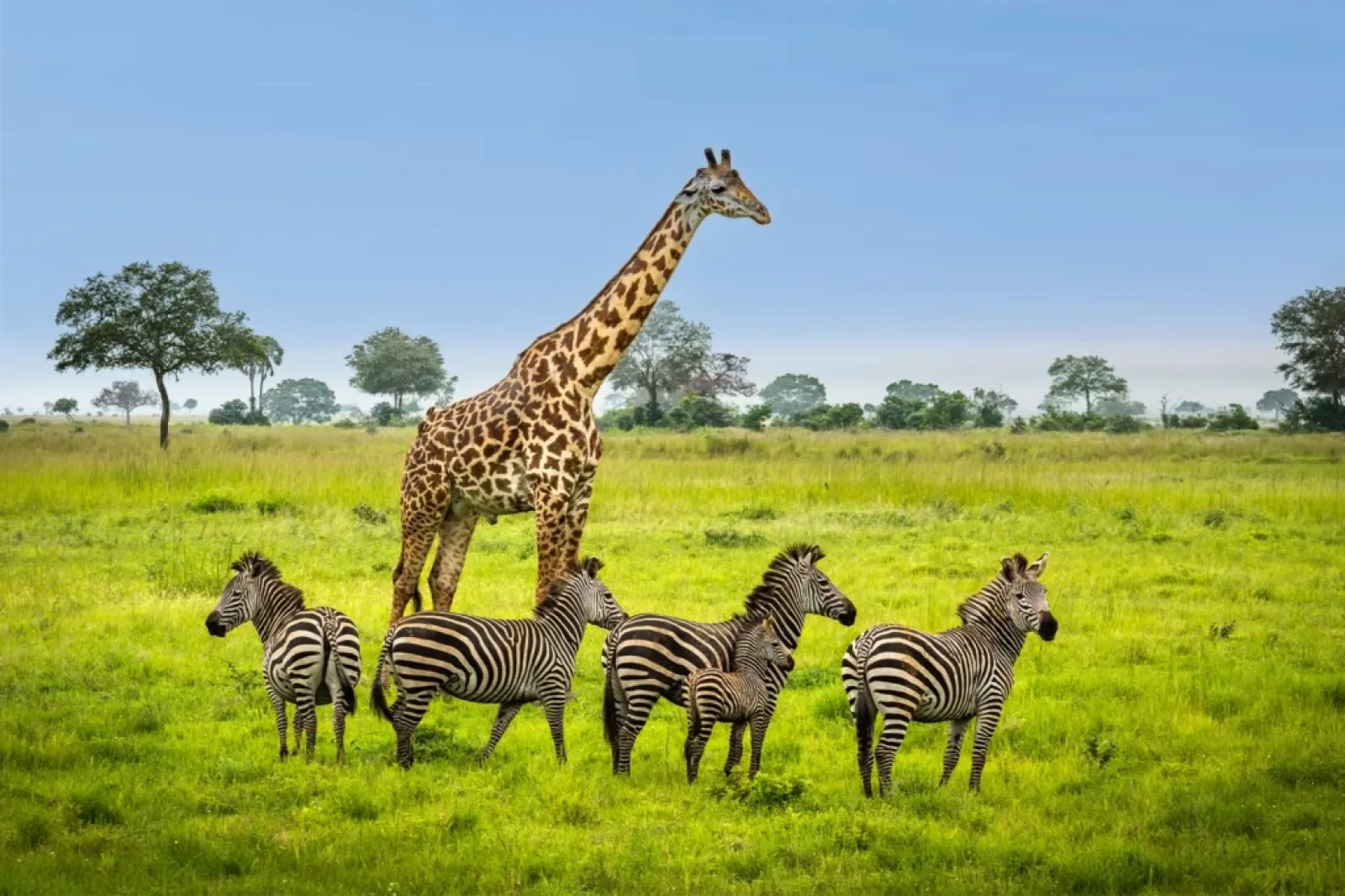 Wildlife on an African safari