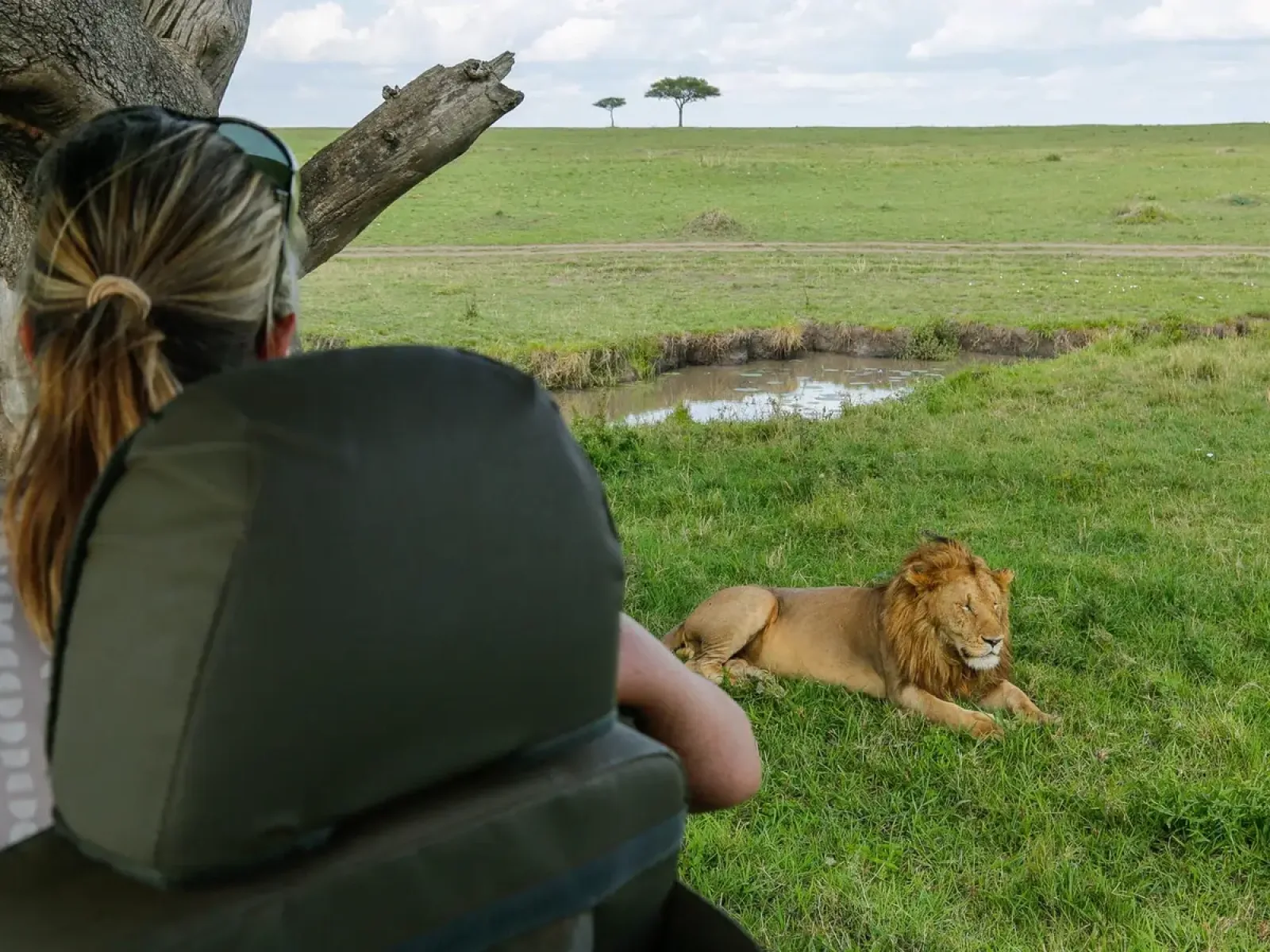 Wildlife on an African safari