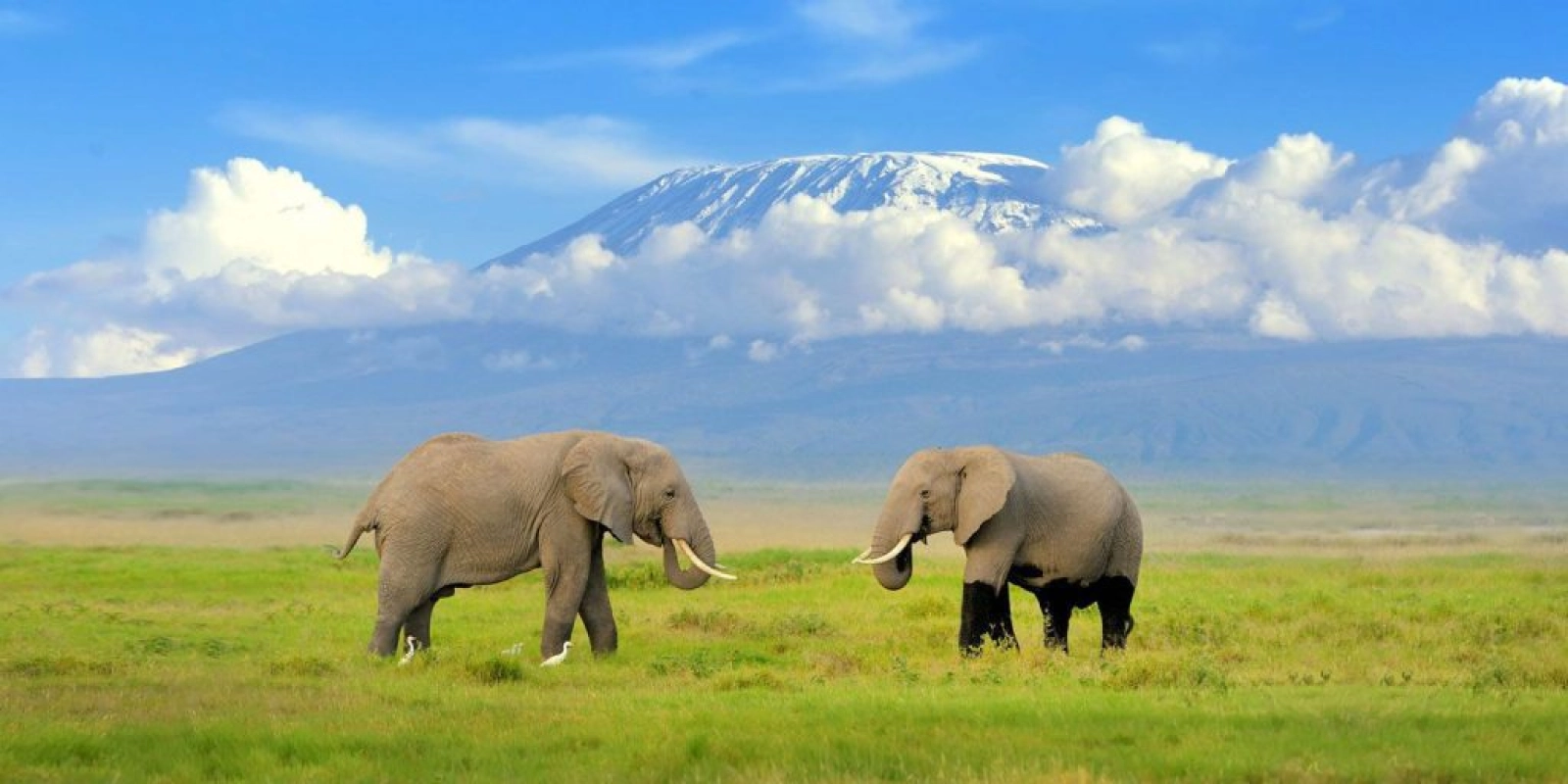 Wildlife photography in Amboseli National Park