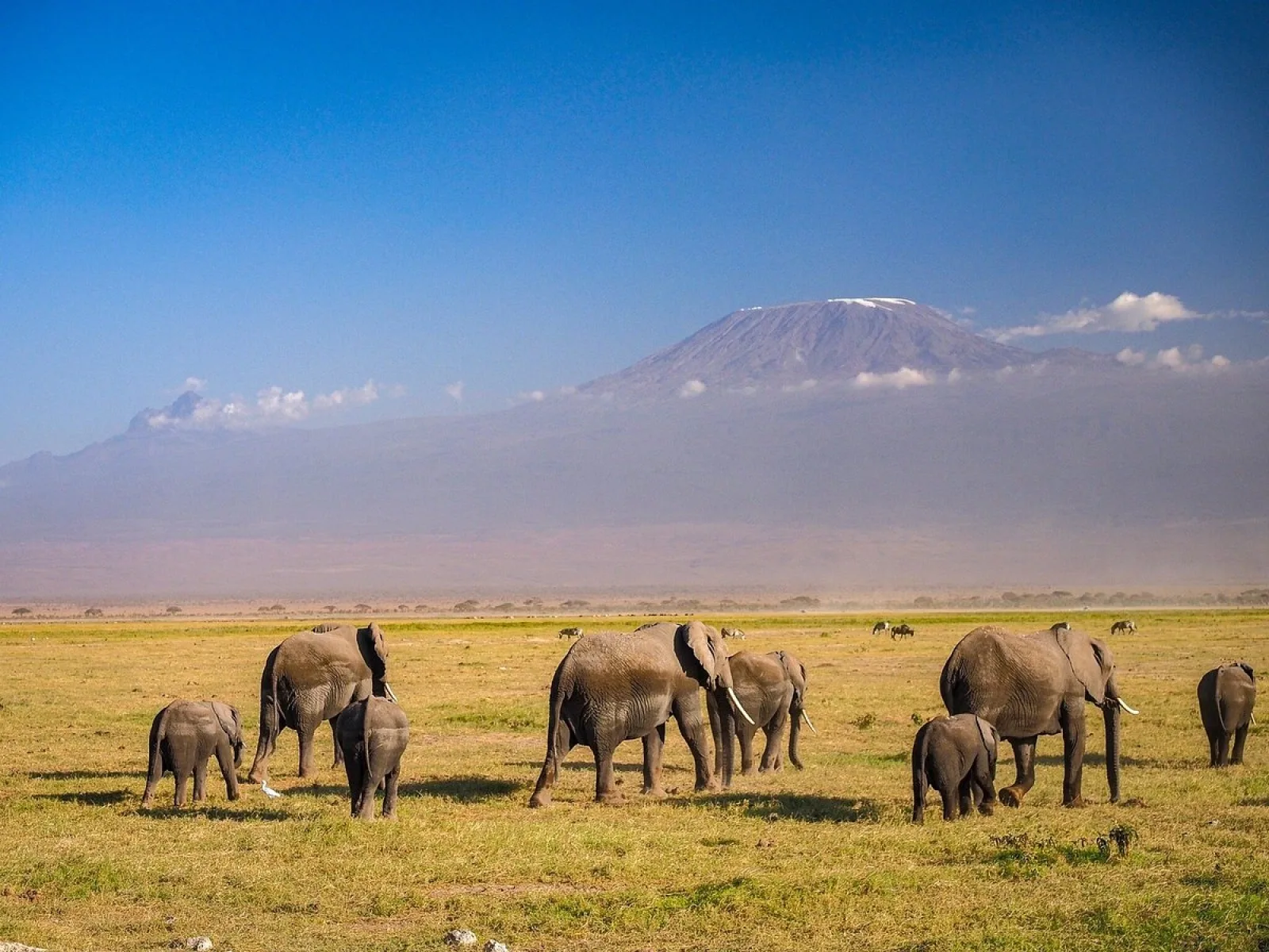 Wildlife photography in Amboseli National Park