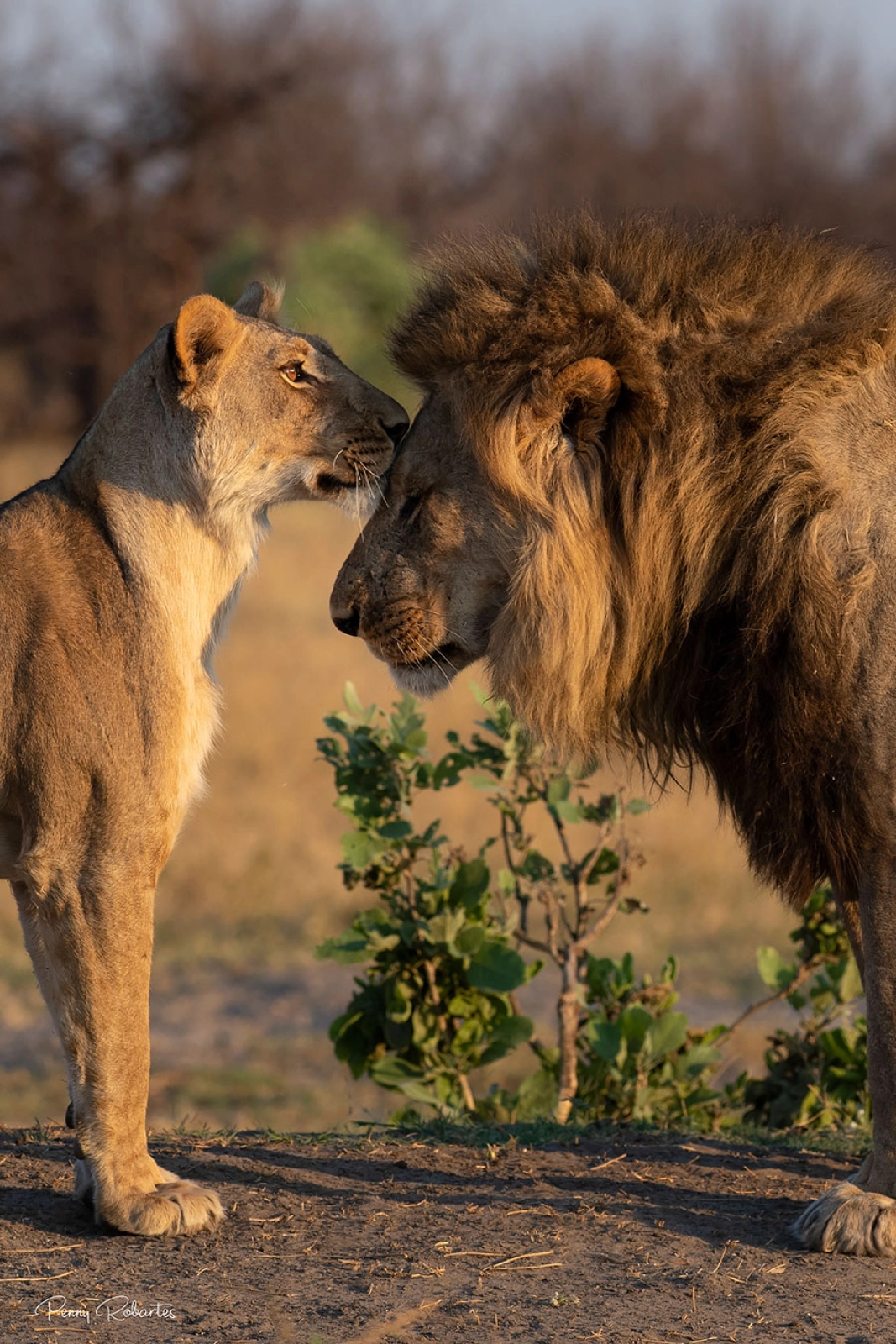 Wildlife photography in Chobe