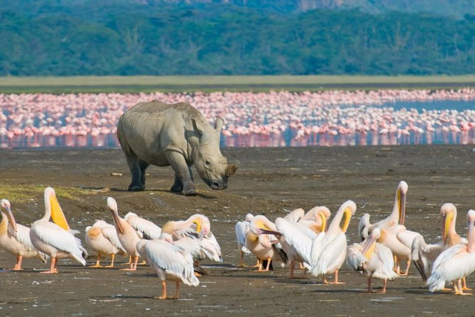 Wildlife photography in Kenya
