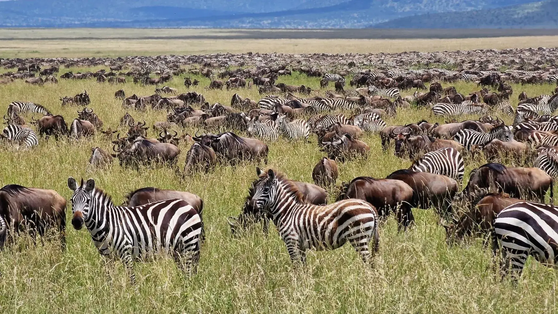 Wildlife photography in Kenya