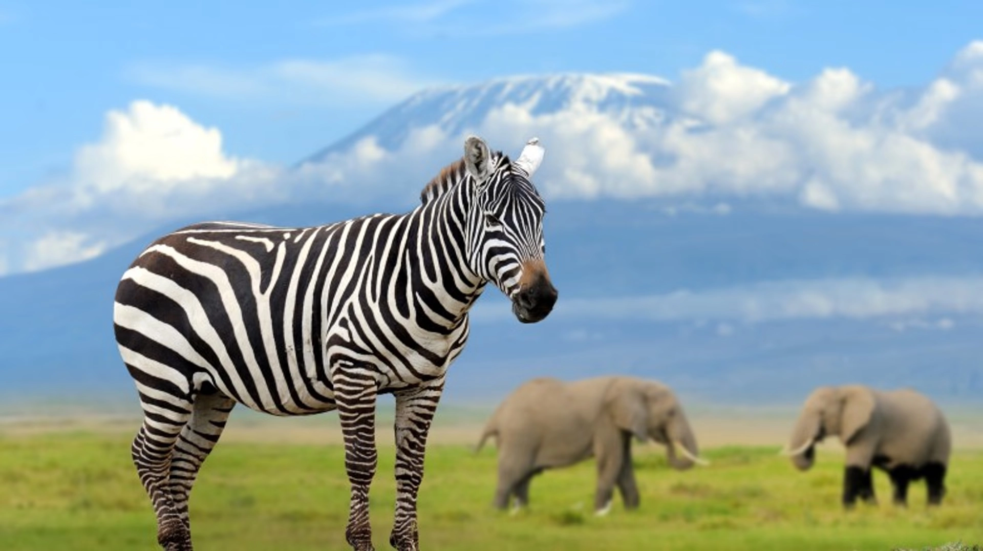 Wildlife photography in Kenya