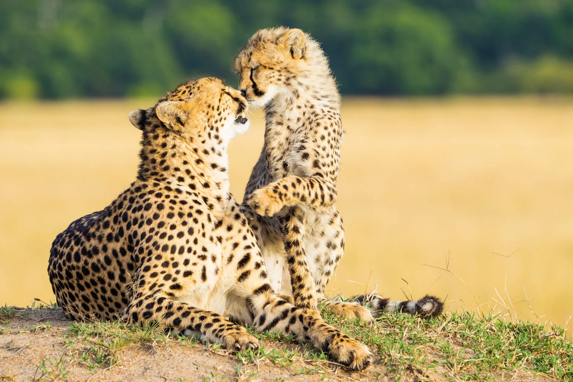 Wildlife photography in Kenya