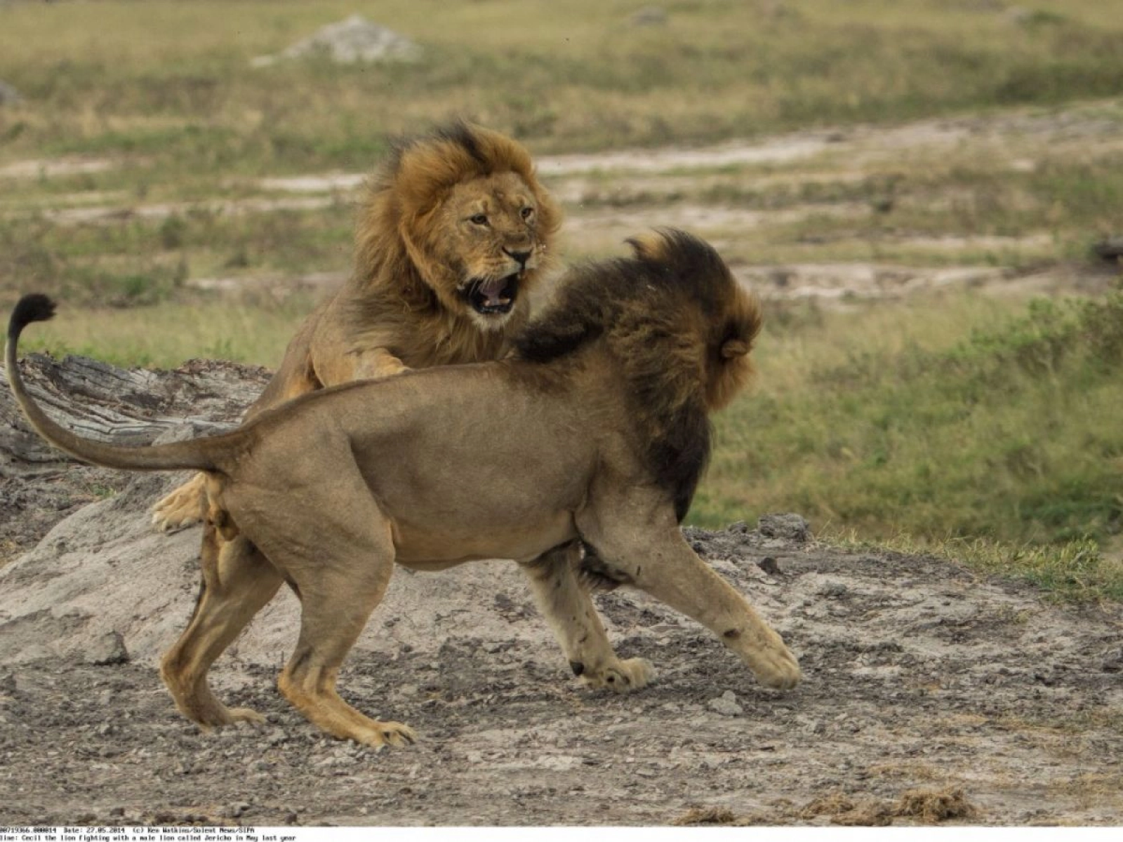 Wildlife photography in Kenya