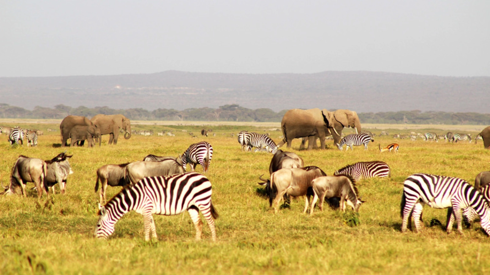 Wildlife photography in Kenya