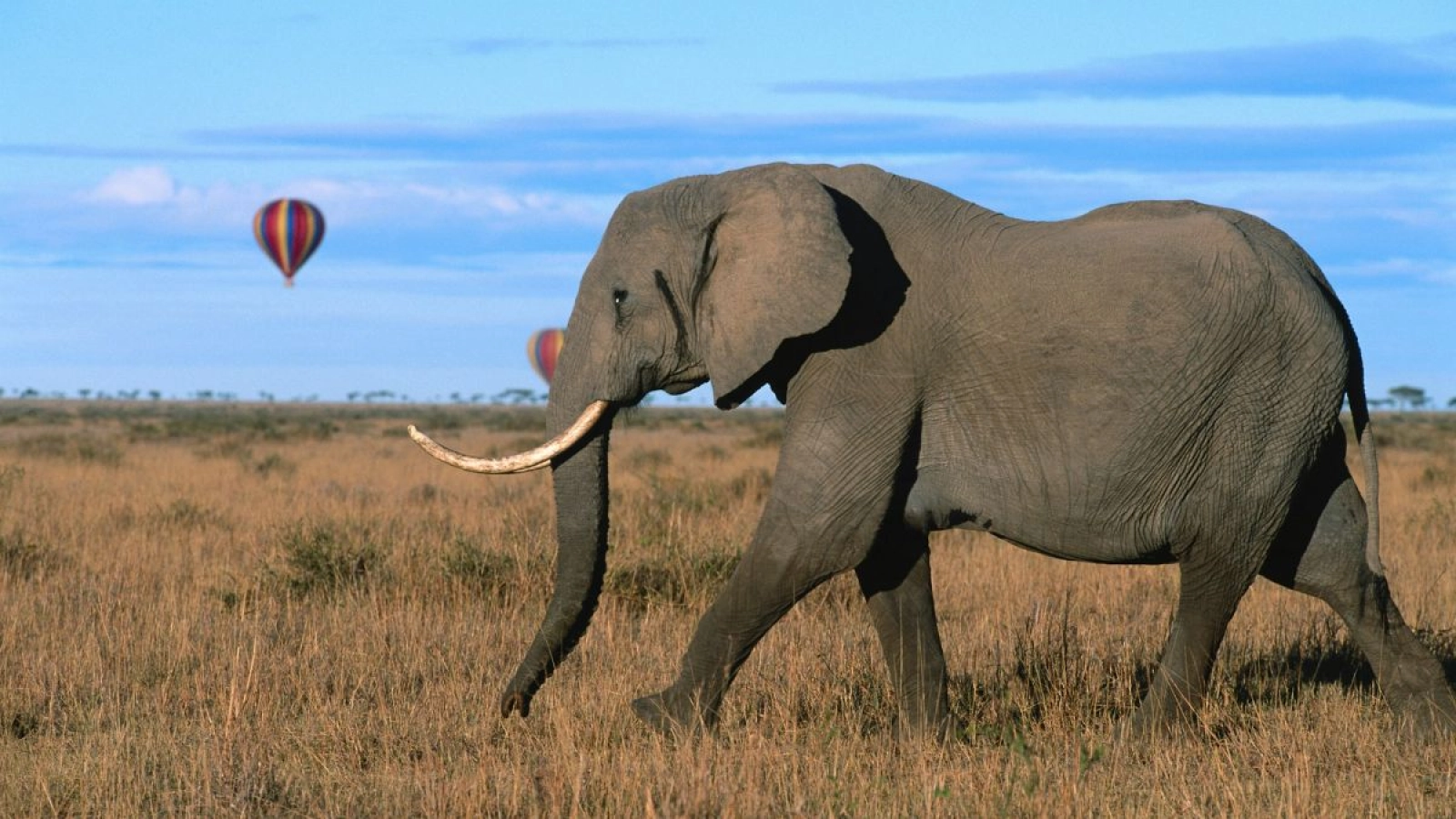 Wildlife photography in Kenya