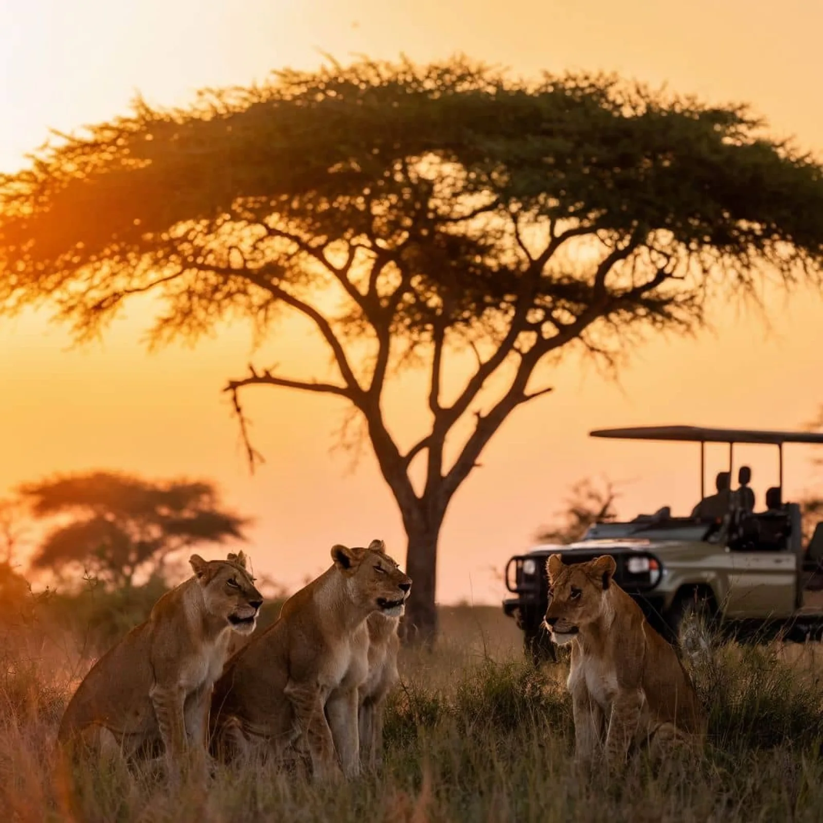 Wildlife photography in Kenya