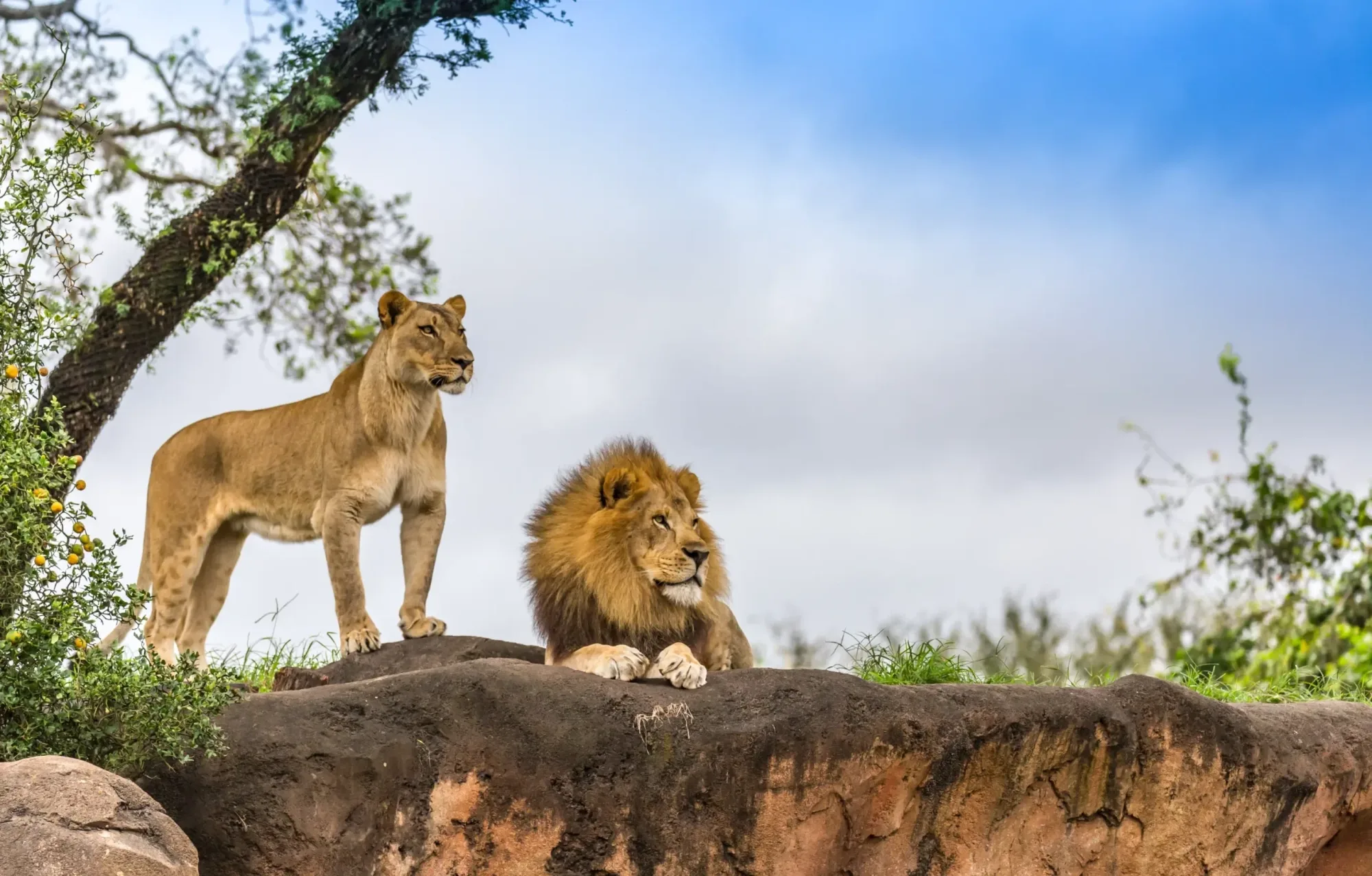 Wildlife photography in Kenya