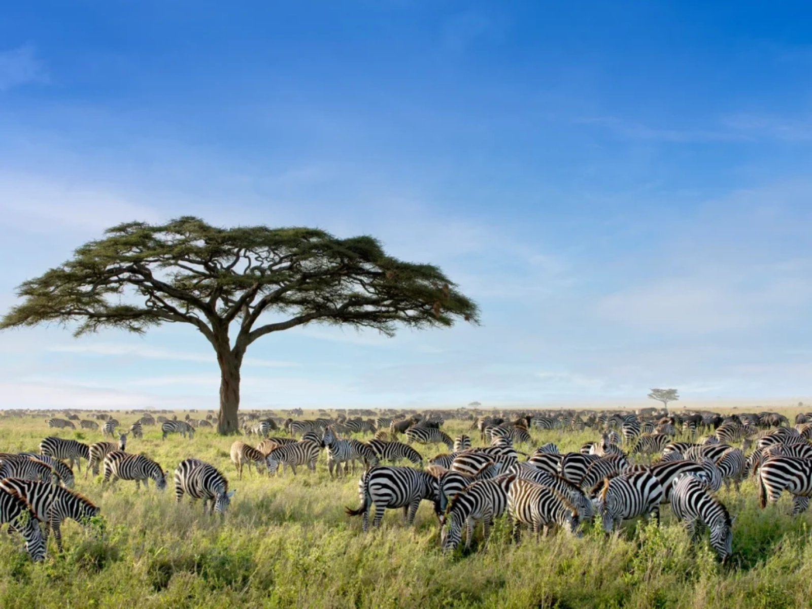 Wildlife photography in Kruger National Park