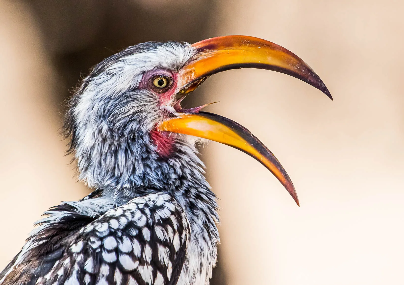 Wildlife photography in Kruger National Park