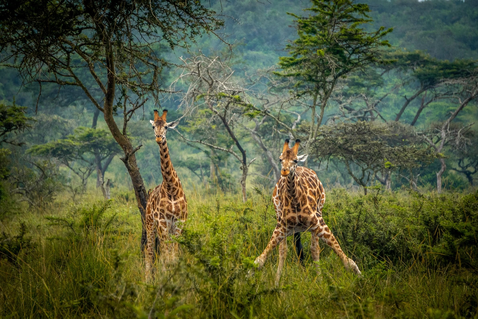 Wildlife photography in Lake Mburo