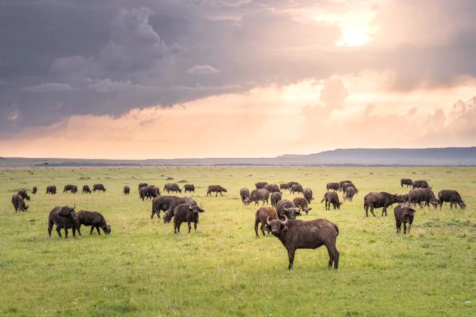 Wildlife photography in Masai Mara