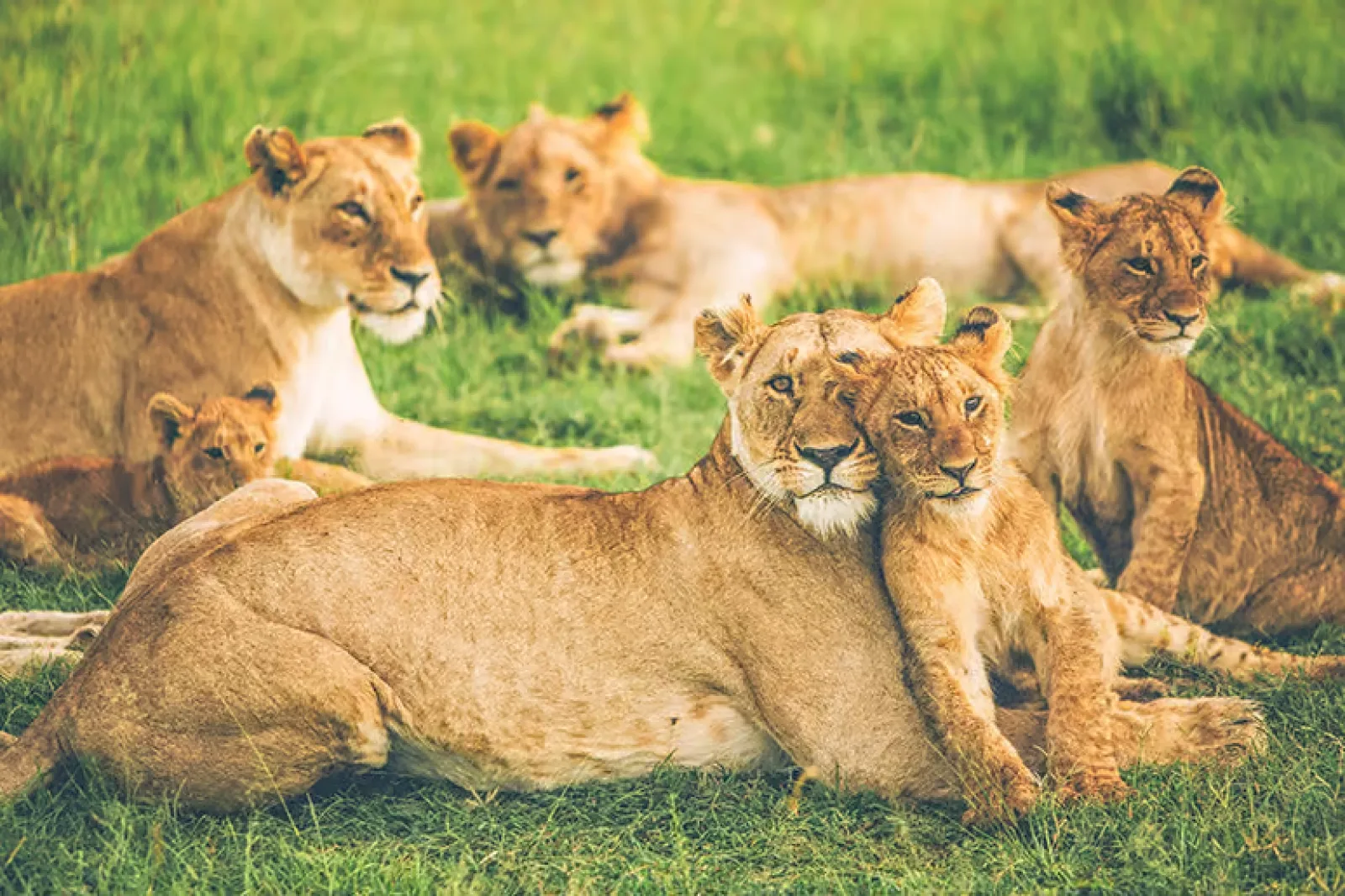 Wildlife photography in Masai Mara