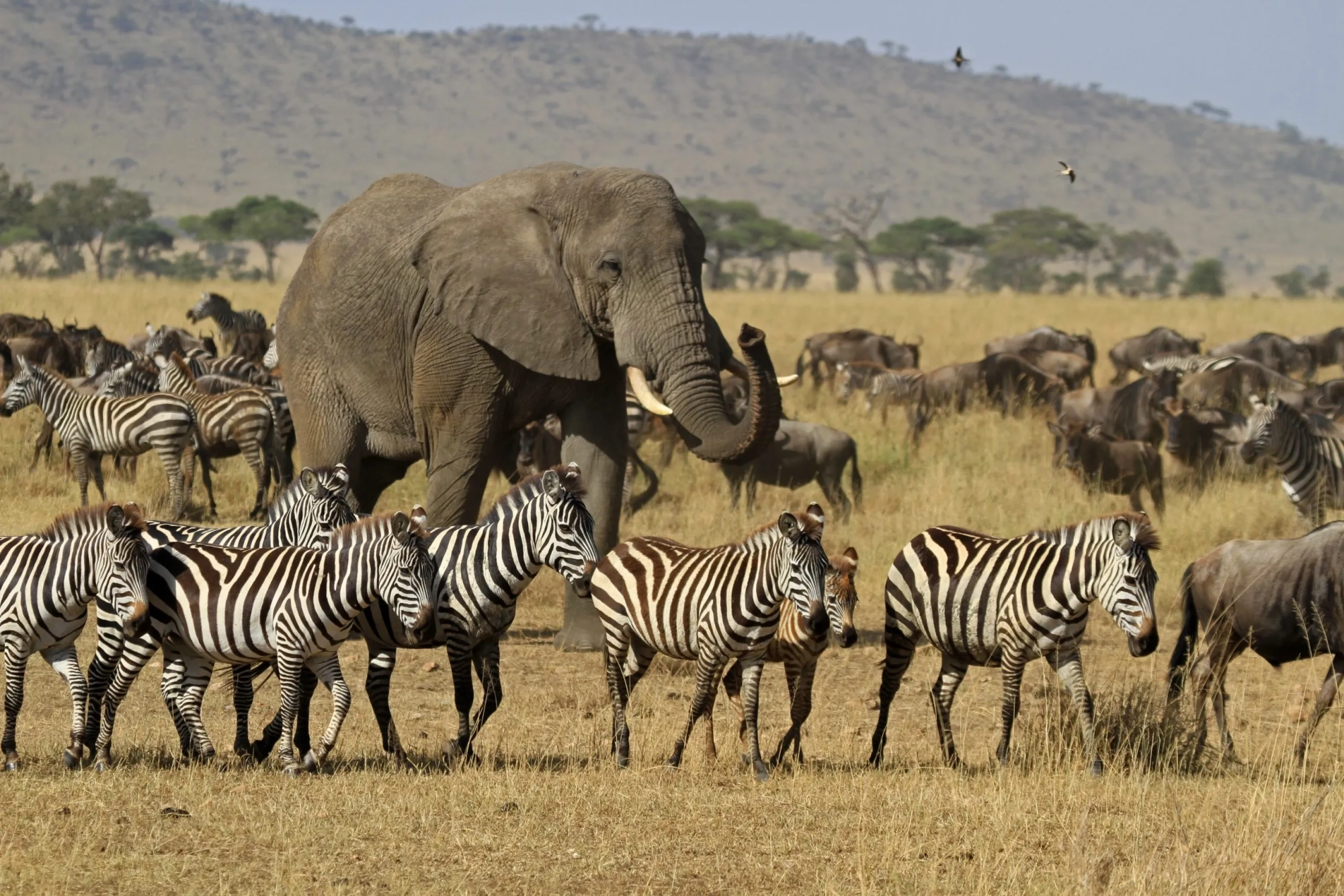 Wildlife photography in Serengeti