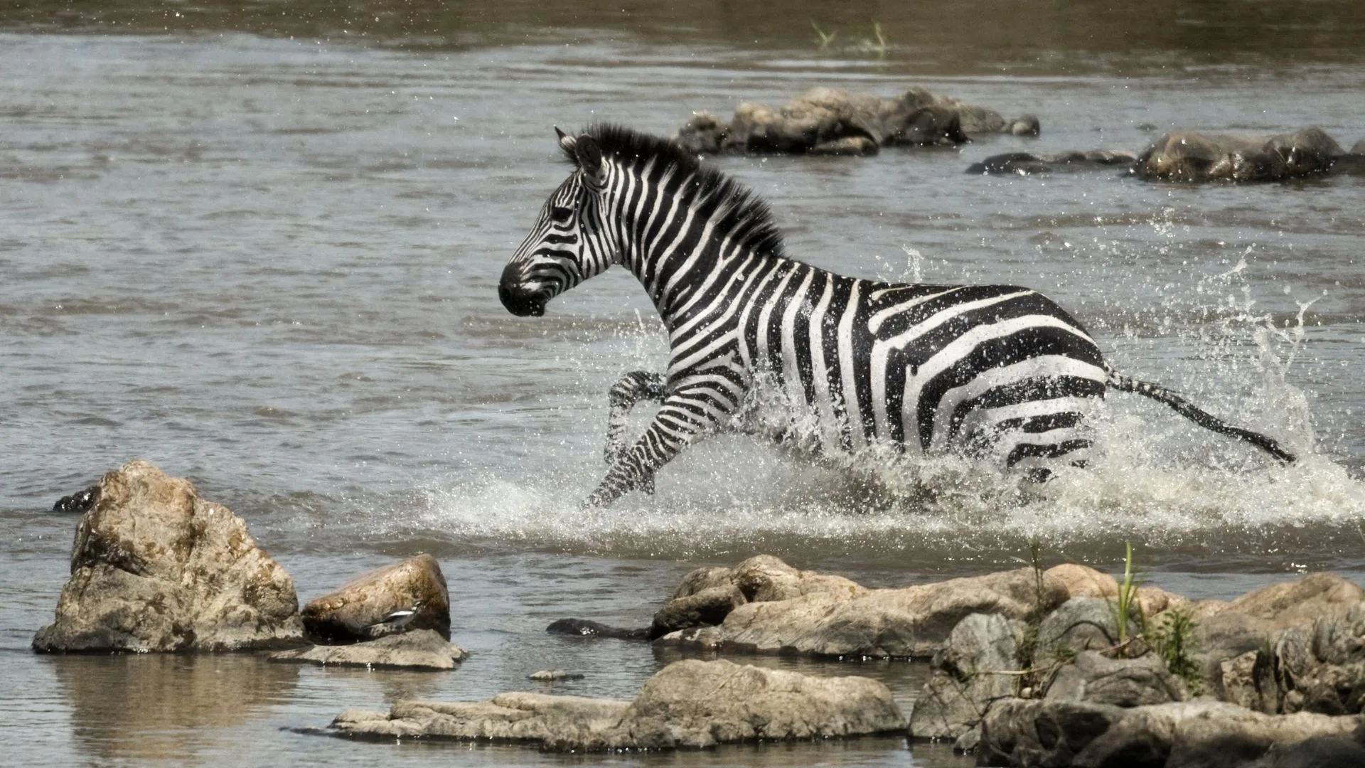 Wildlife photography in Serengeti