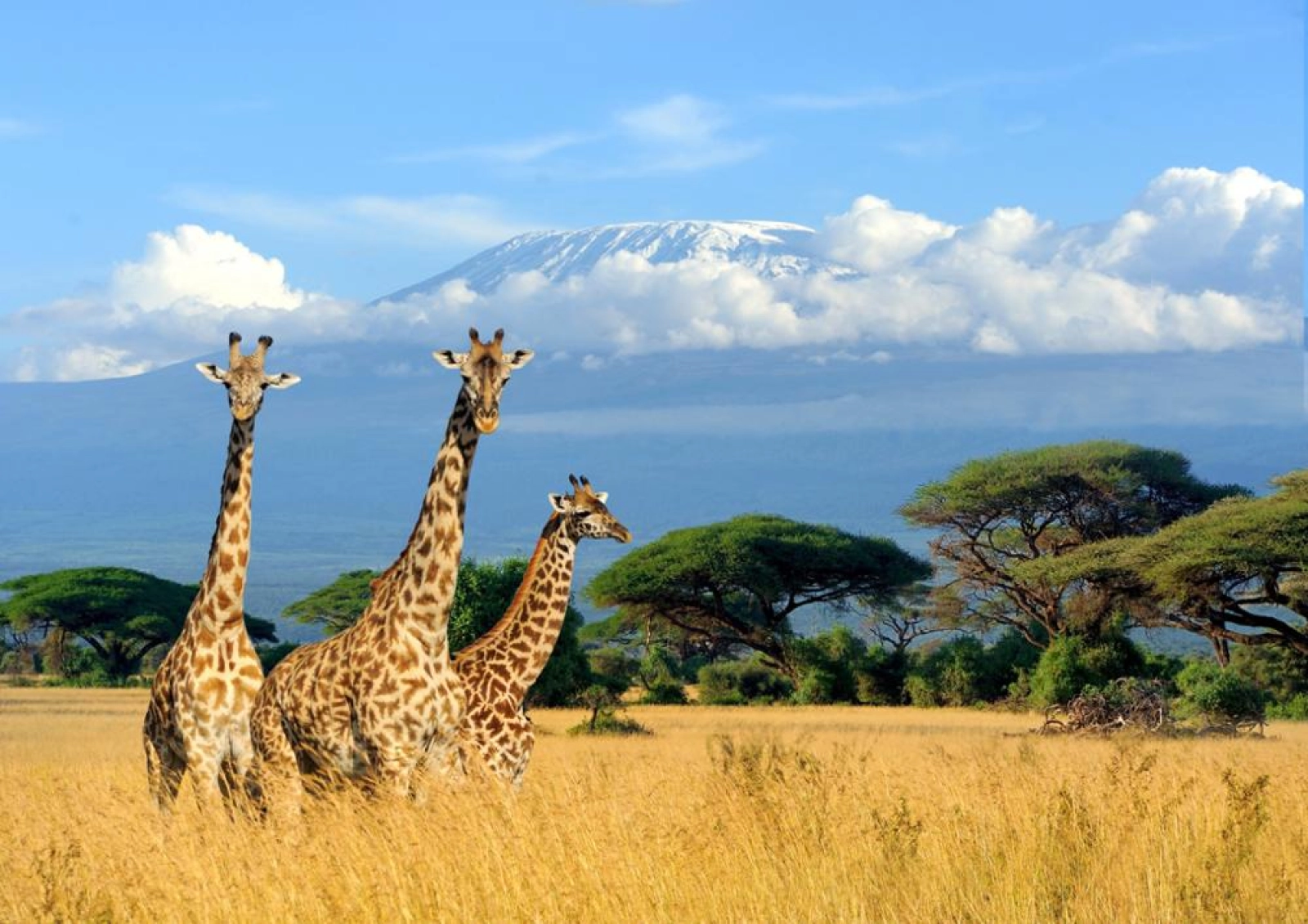 Wildlife photography in Serengeti