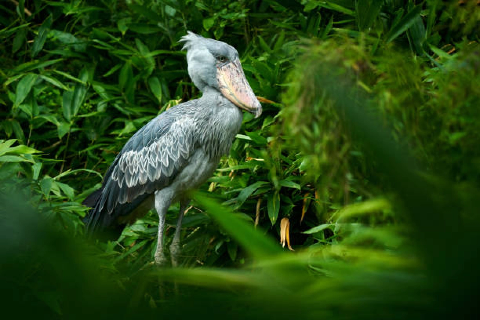 Wildlife photography in Uganda