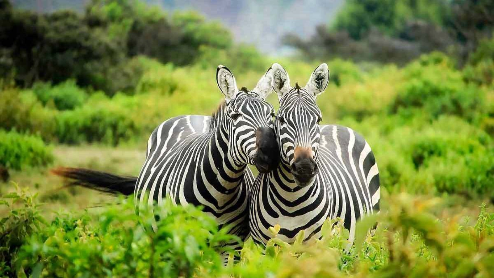Wildlife photography in Uganda