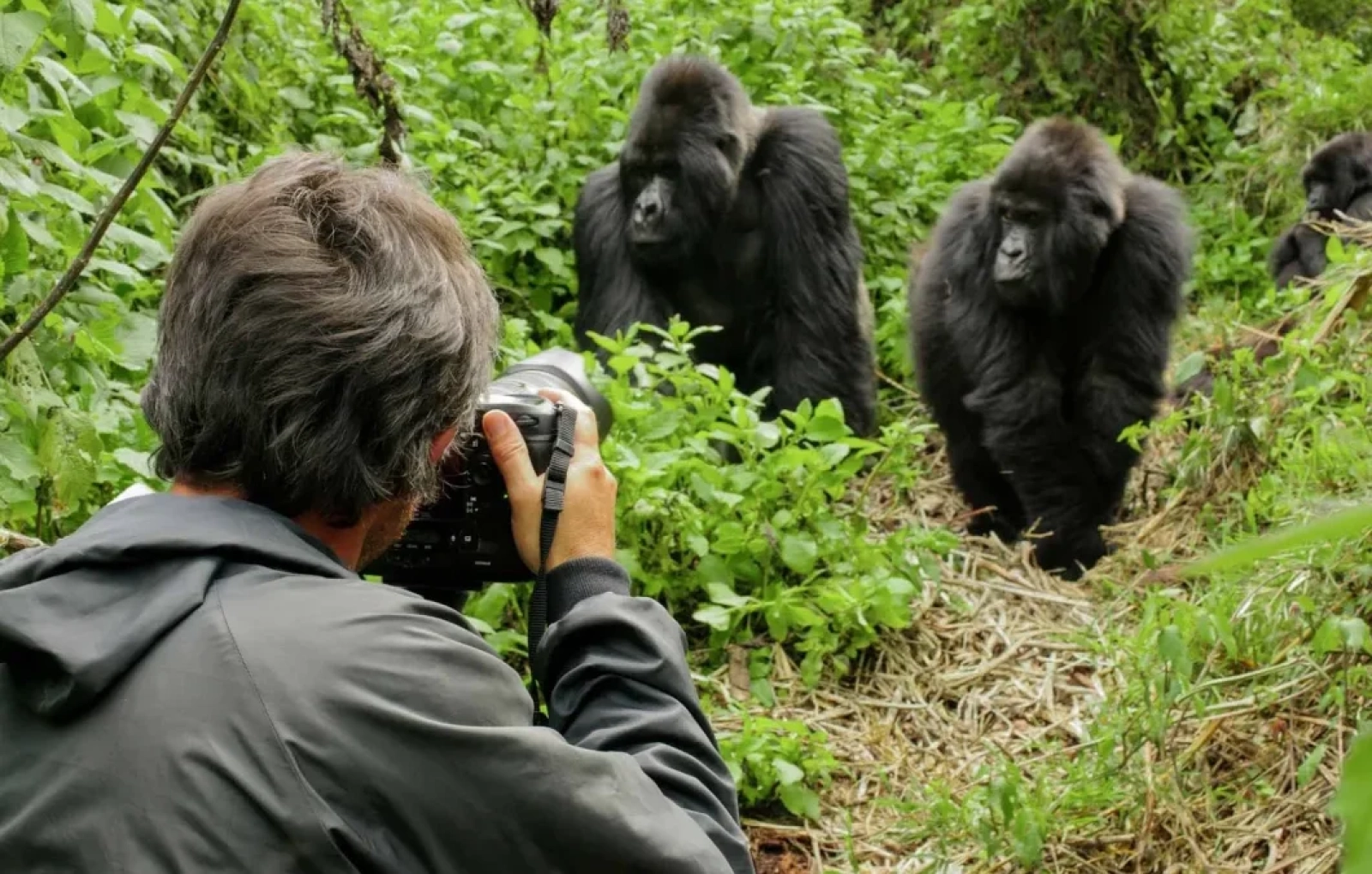 Wildlife photography in Uganda