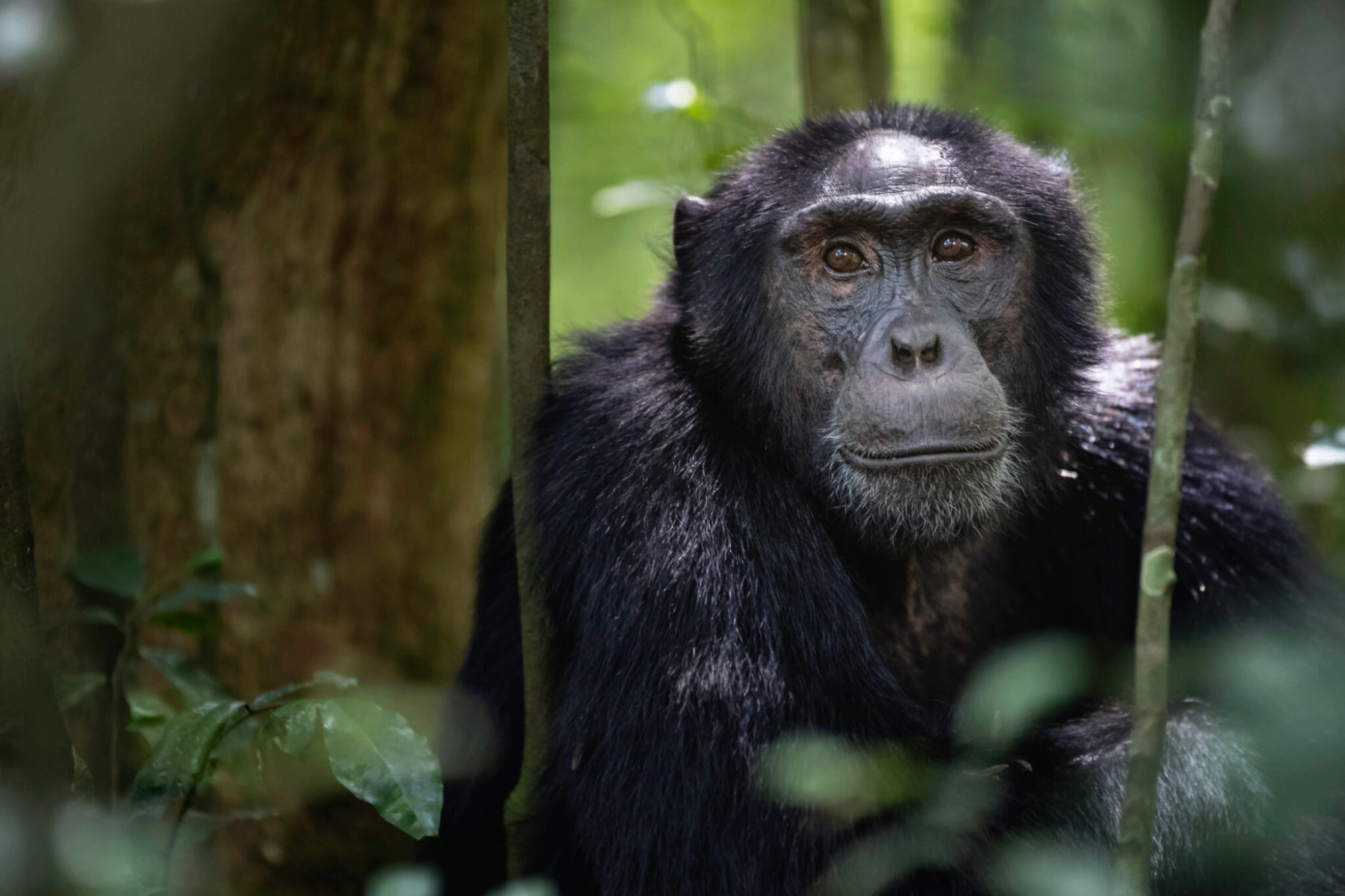 Wildlife photography in Uganda