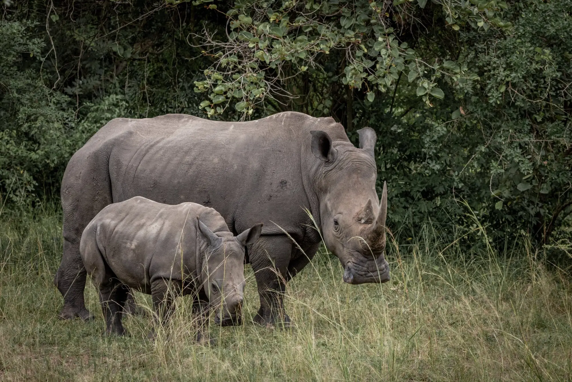 Wildlife photography in Uganda