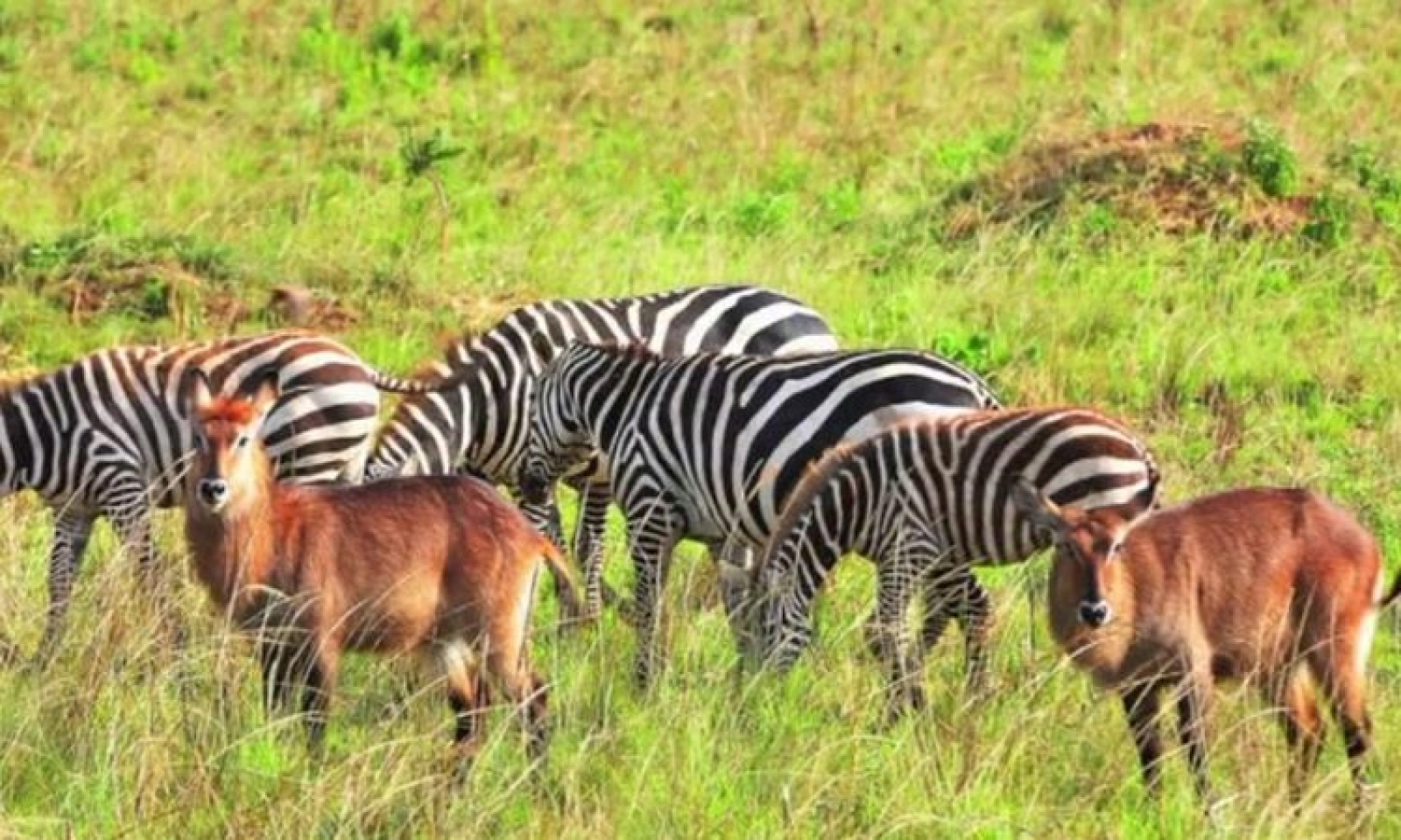 Wildlife photography on safari