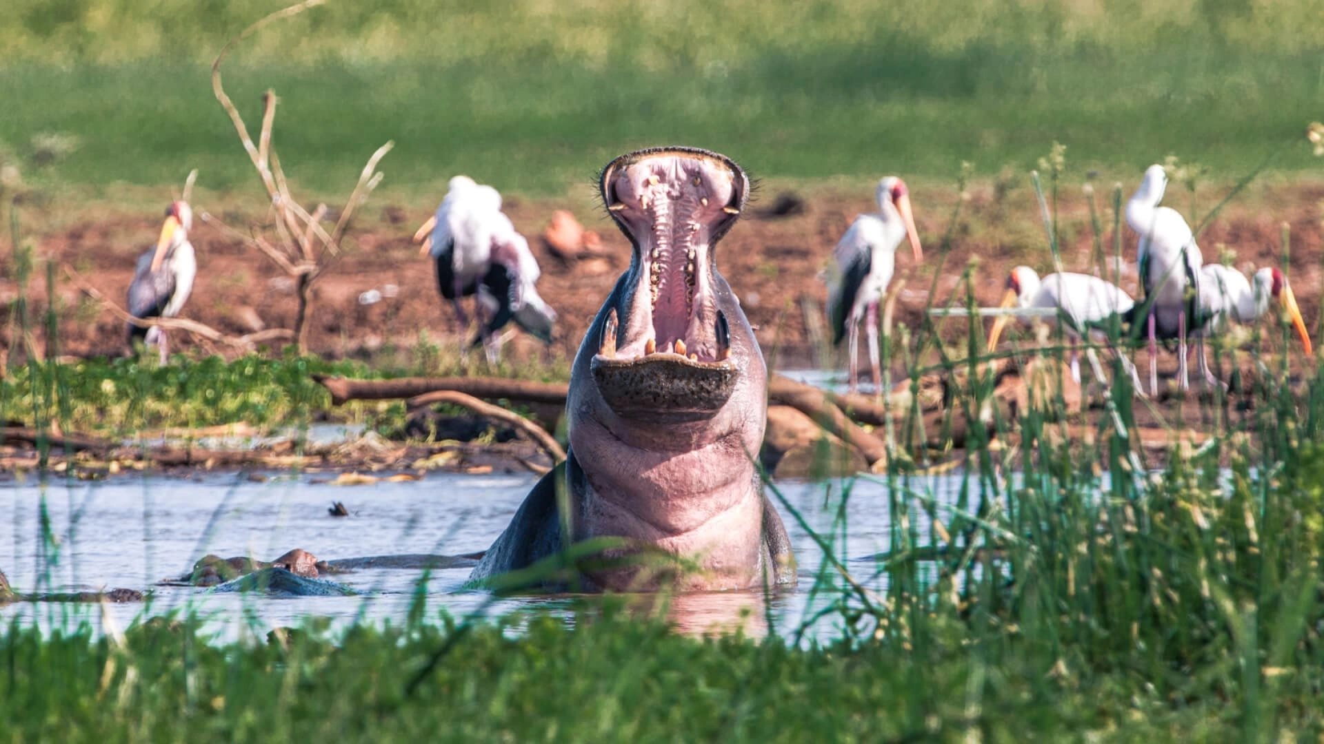 Wildlife photography on safari